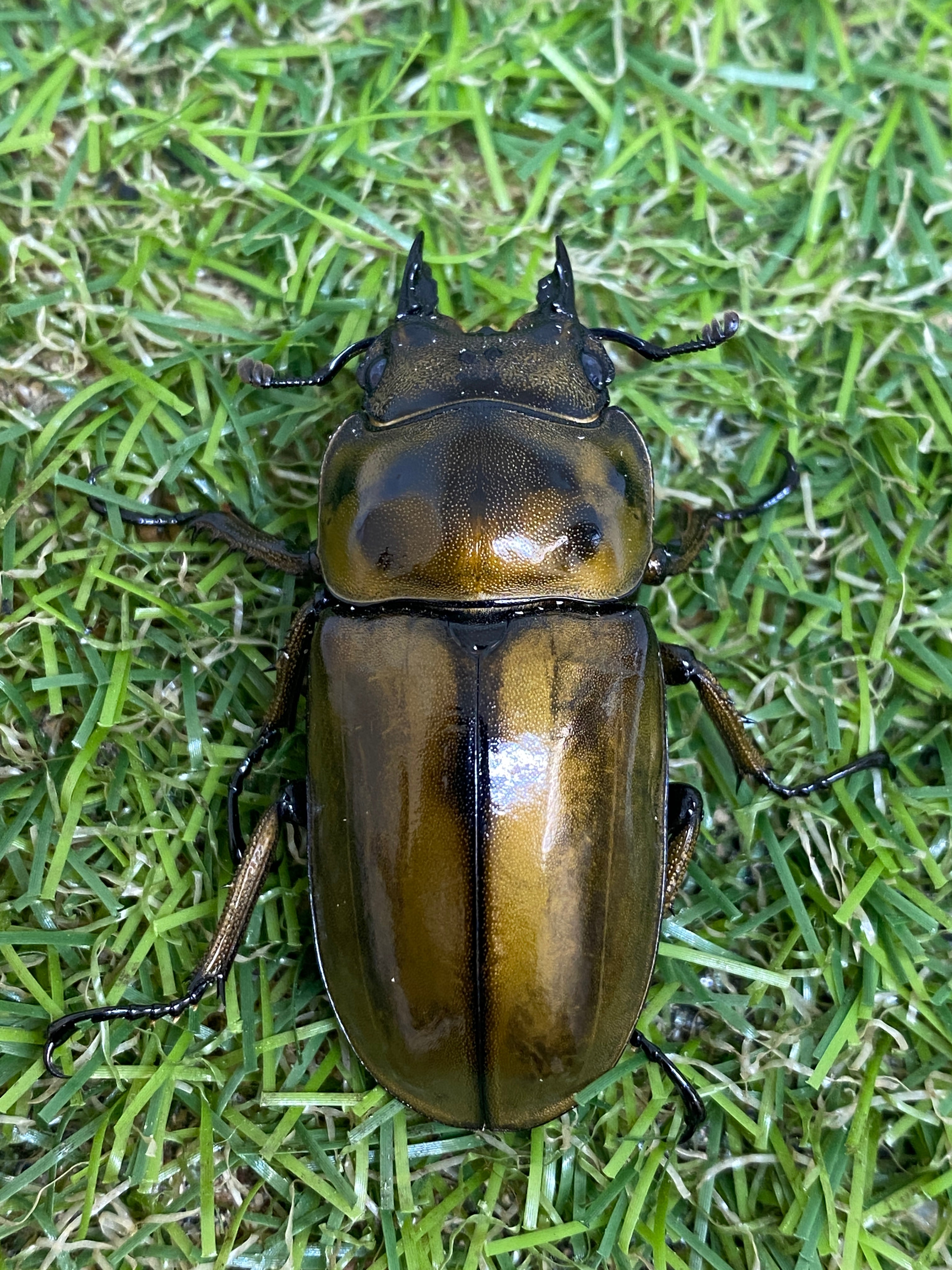 タイ産 オウゴンオニクワガタ ♂67.5mm成虫ペア – 昆虫ショップNexus