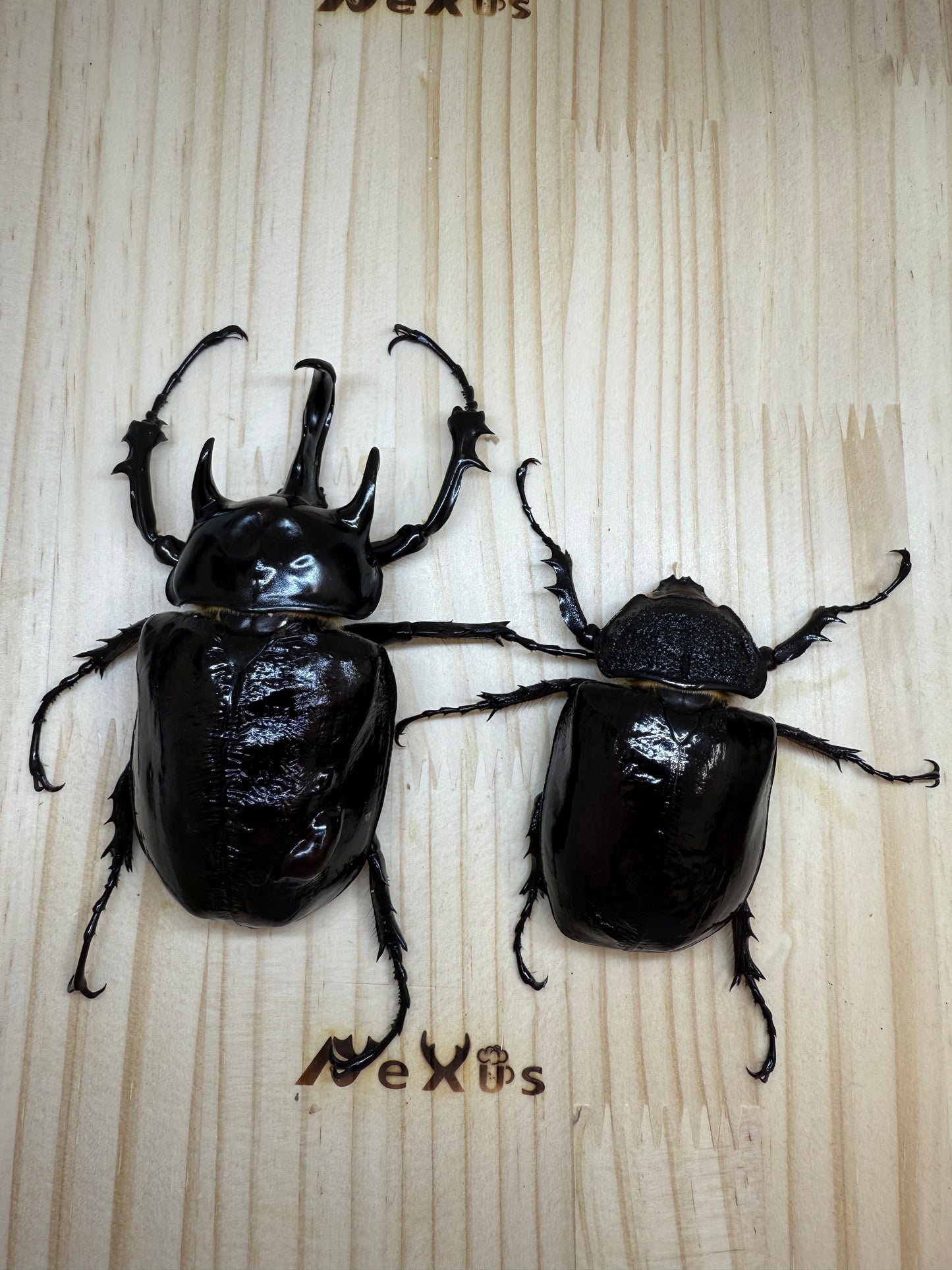 マルスゾウカブト　♂102mm成虫ペア