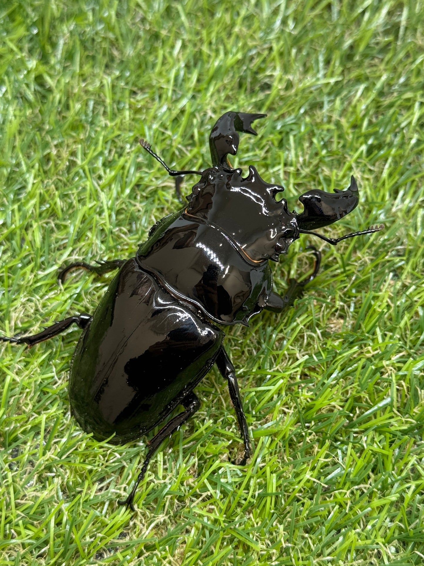 タランドゥスオオツヤクワガタ　♂85.3mm成虫ペア