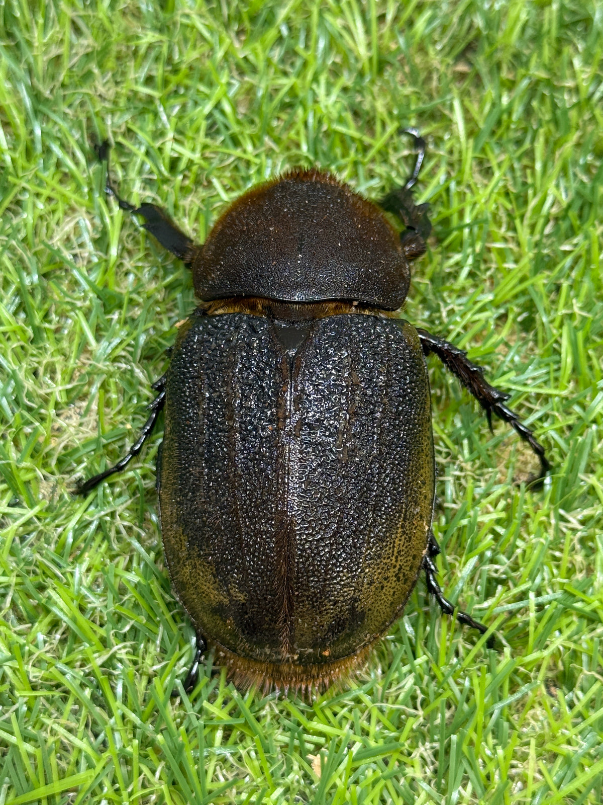 DH・ヘラクレス(大型血統)　♀67.4mm単品