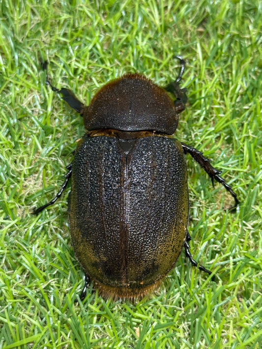 DH・ヘラクレス(大型血統)　♀67.4mm単品