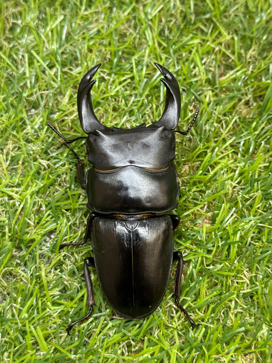 オオクワガタ　奈良輪川西ちなみ血統　♂71mm成虫ペア