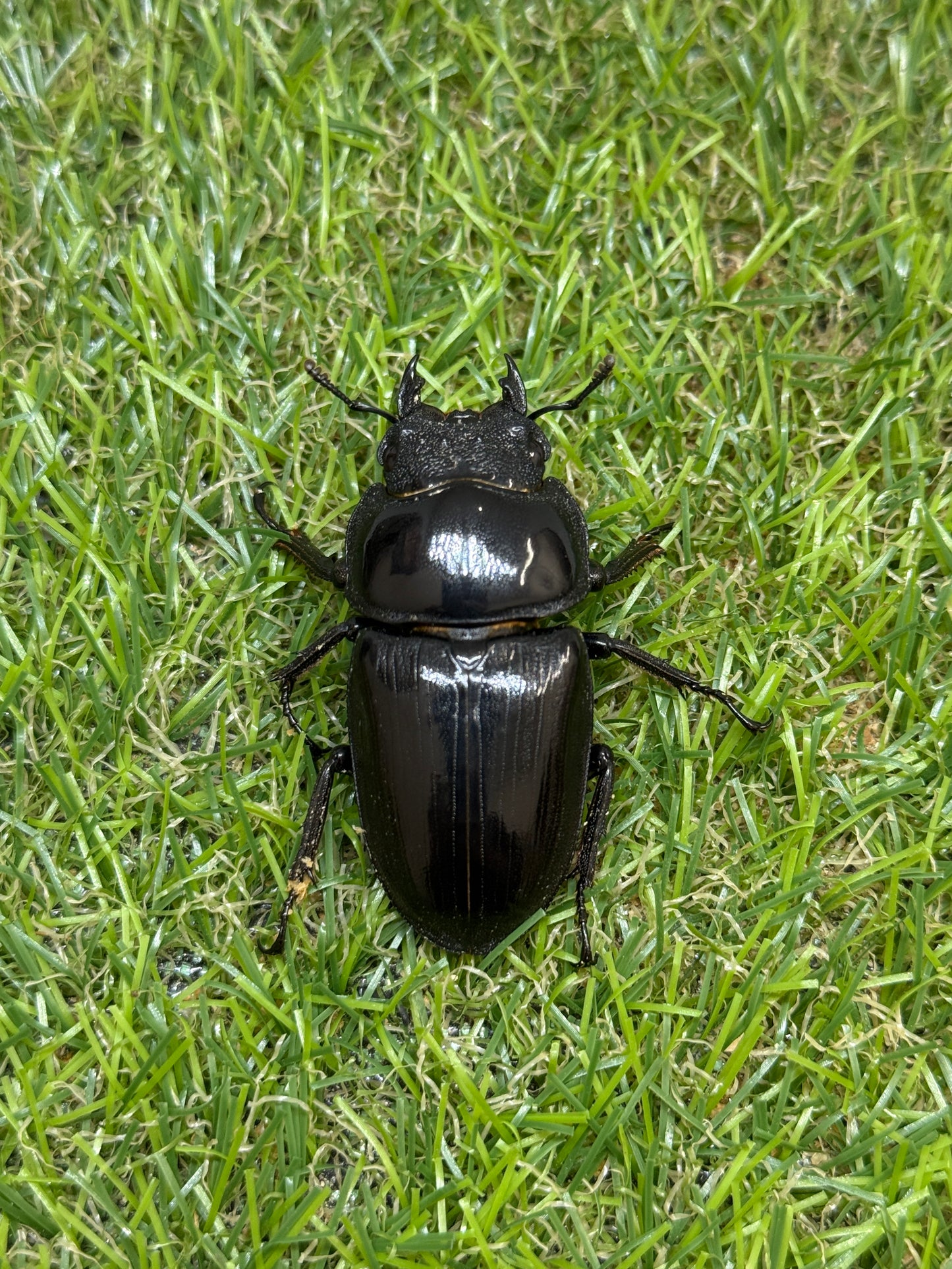 オオクワガタ　奈良輪川西　♂79.1mm成虫ペア