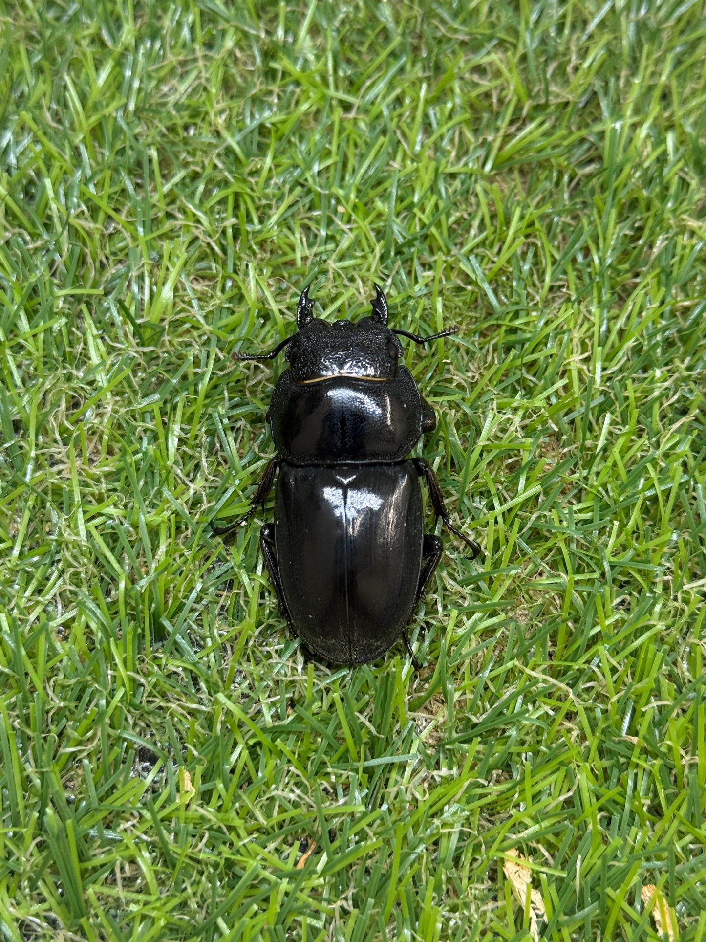 テイオウヒラタクワガタ(大城戸血統)　♂100mm成虫ペア