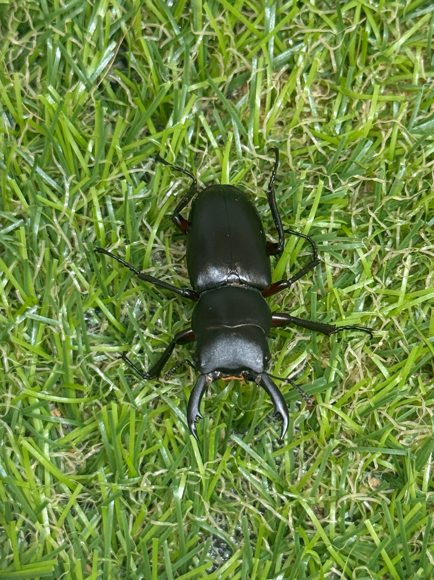 アカアシクワガタ　♂36mm成虫ペア