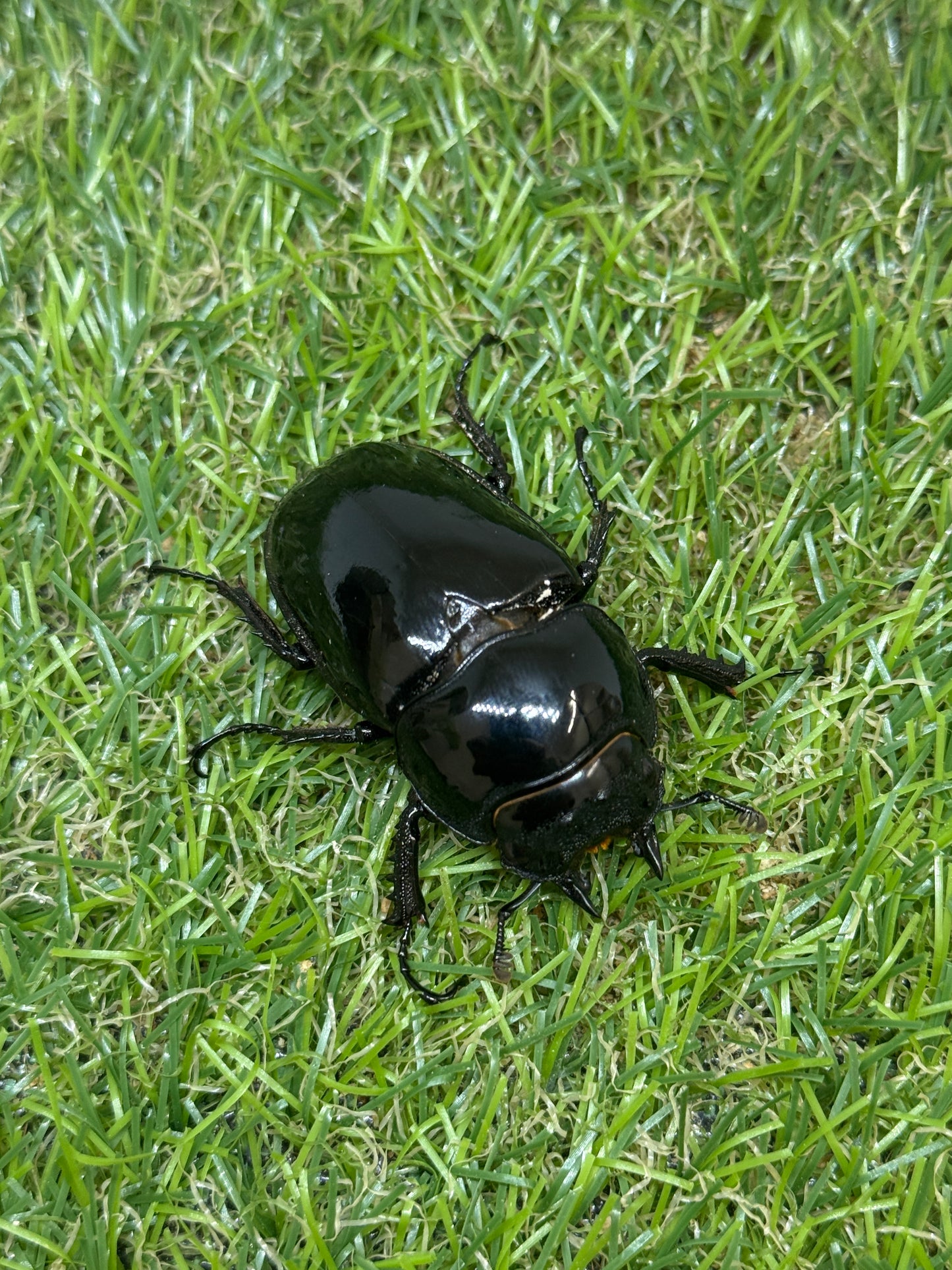 タランドゥスオオツヤクワガタ　♂59.5mm成虫ペア