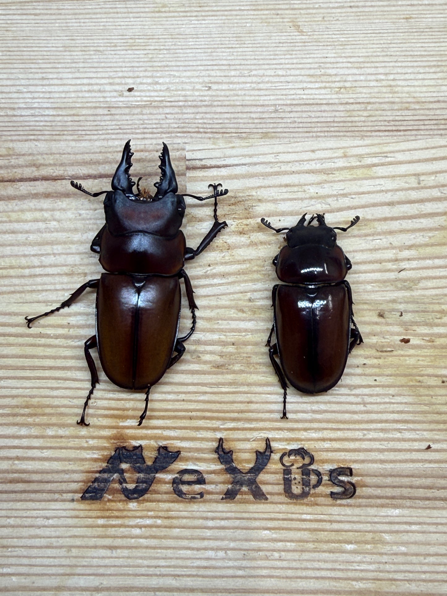 フスクスノコギリクワガタ　♂41mm成虫ペア