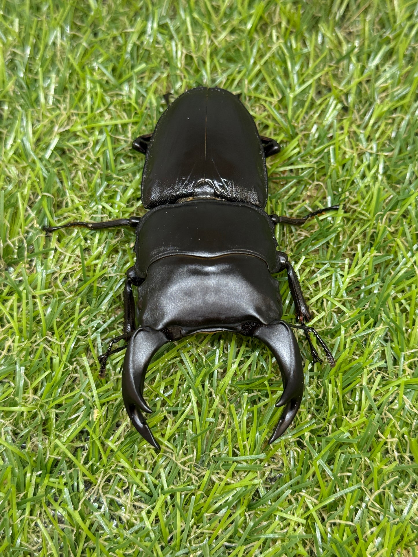 オオクワガタ　奈良輪川西　♂77.1mm成虫ペア