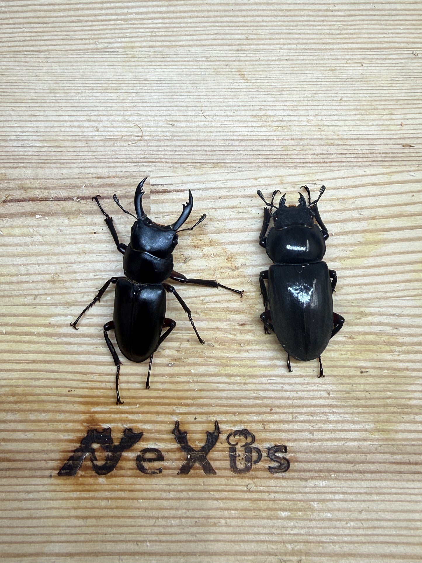 アカアシクワガタ　♂36mm成虫ペア
