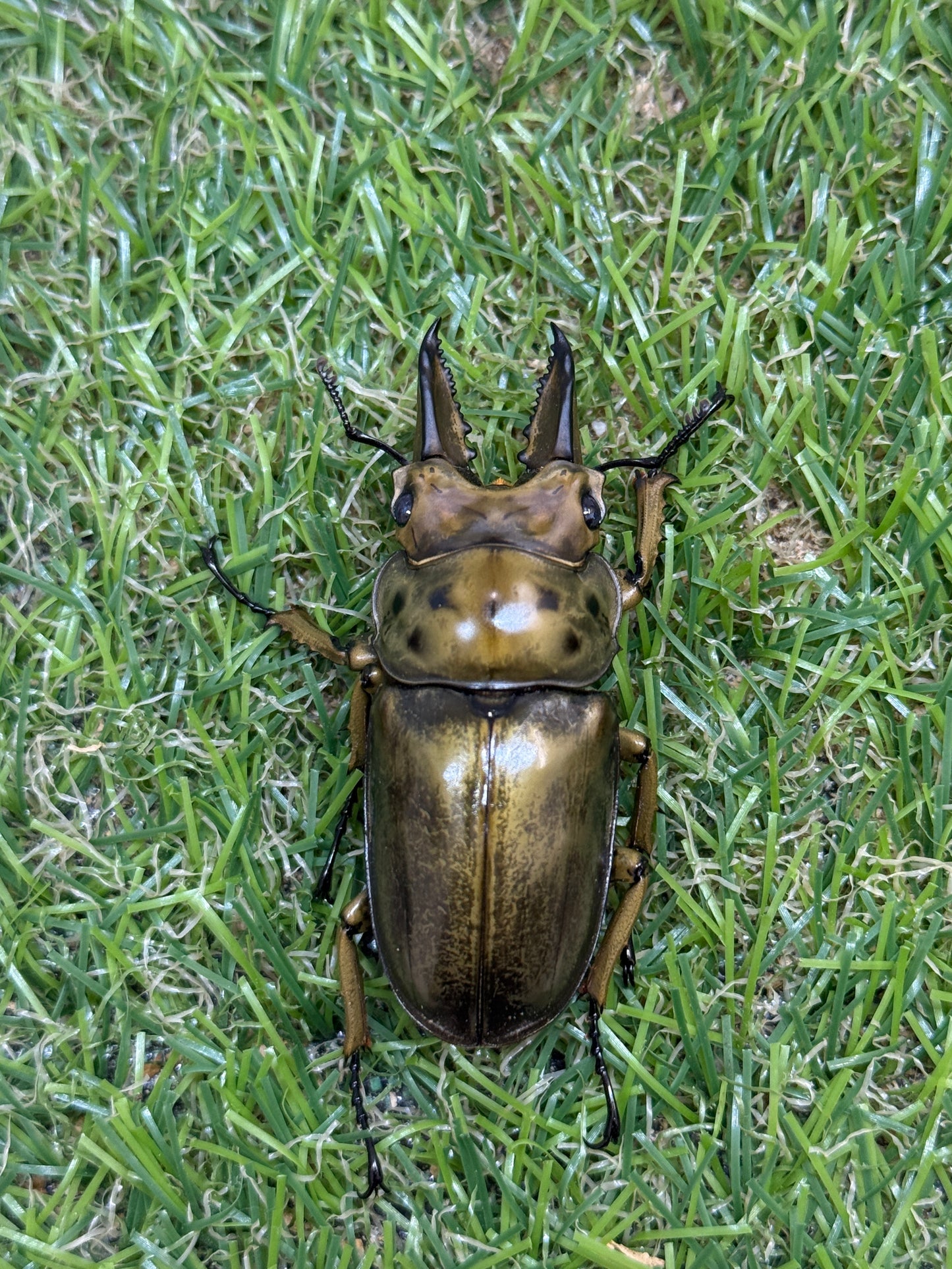 ババオウゴンオニクワガタ　♂54mm成虫ペア