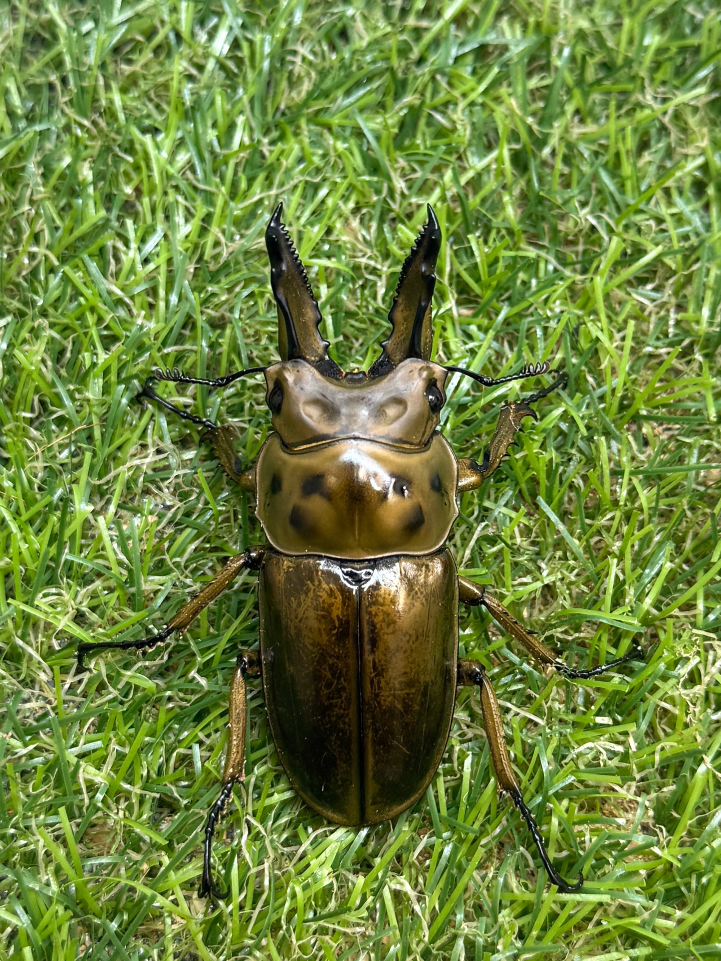 ババオウゴンオニクワガタ　♂62.1mm成虫ペア