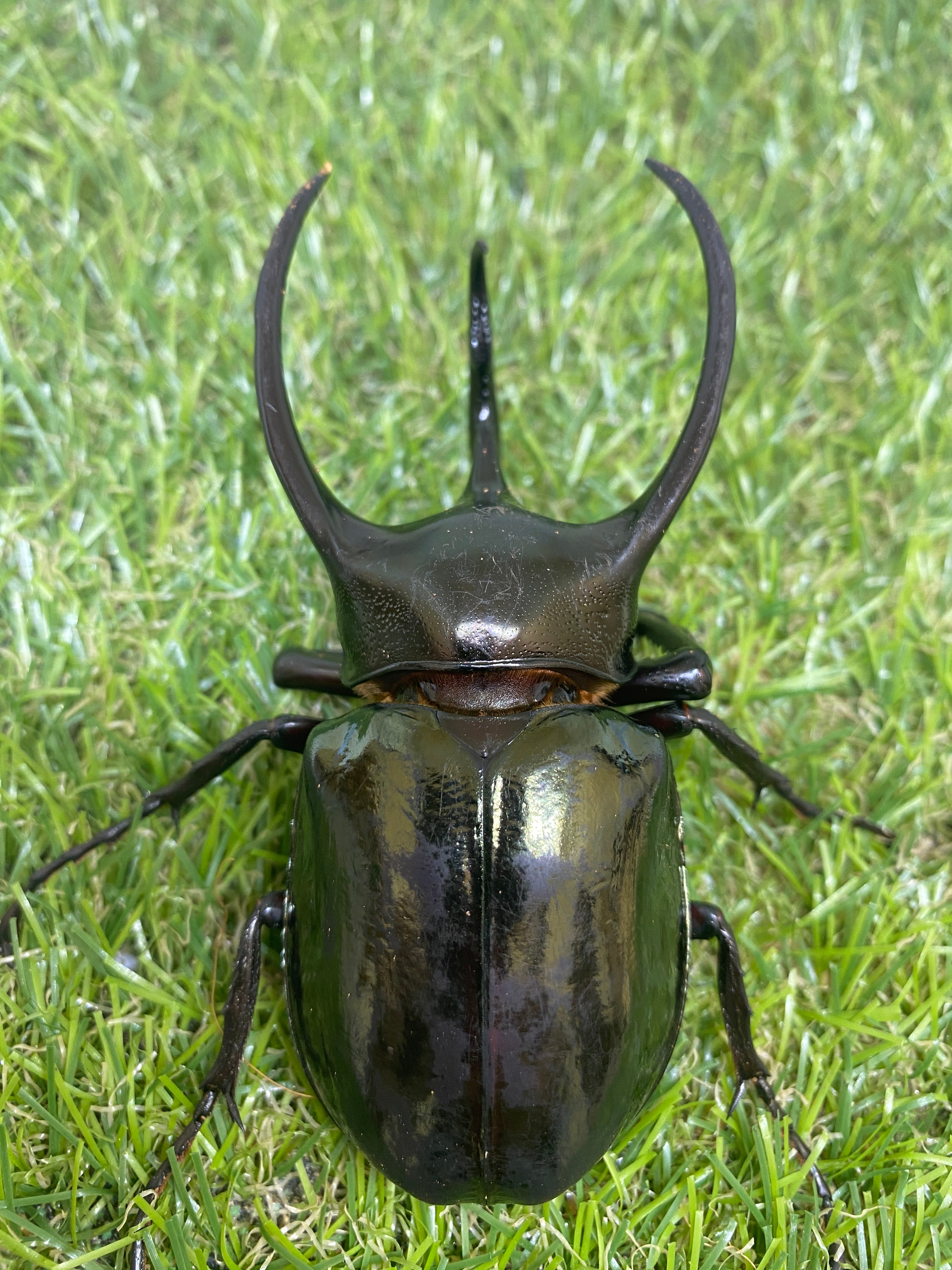 カブトムシ成虫ALL – 昆虫ショップNexus