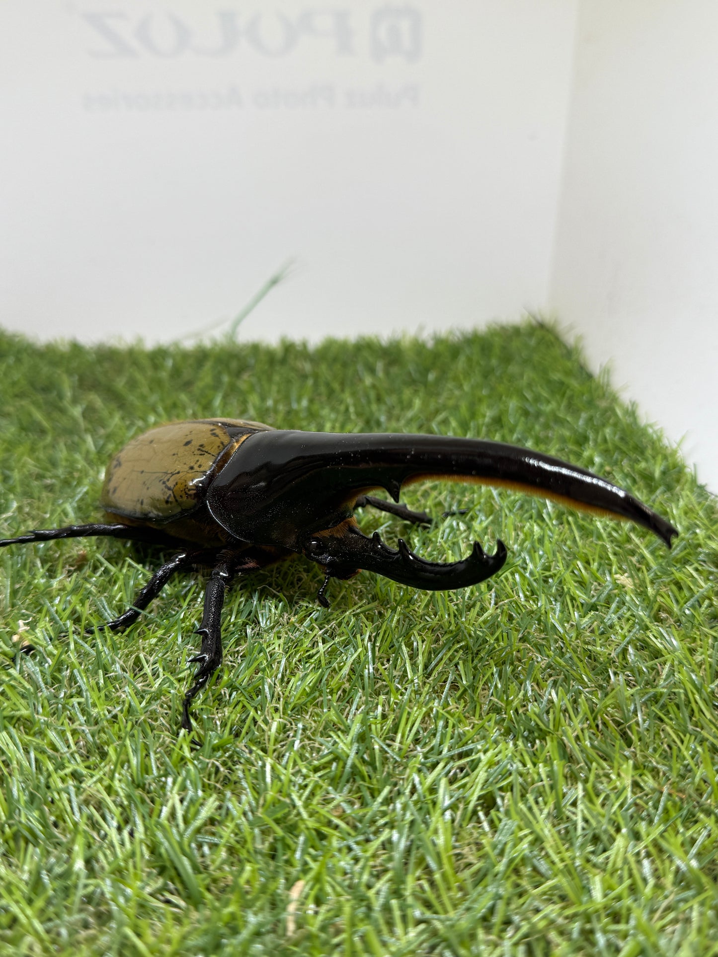 DH･ヘラクレス　♂152mm成虫ペア