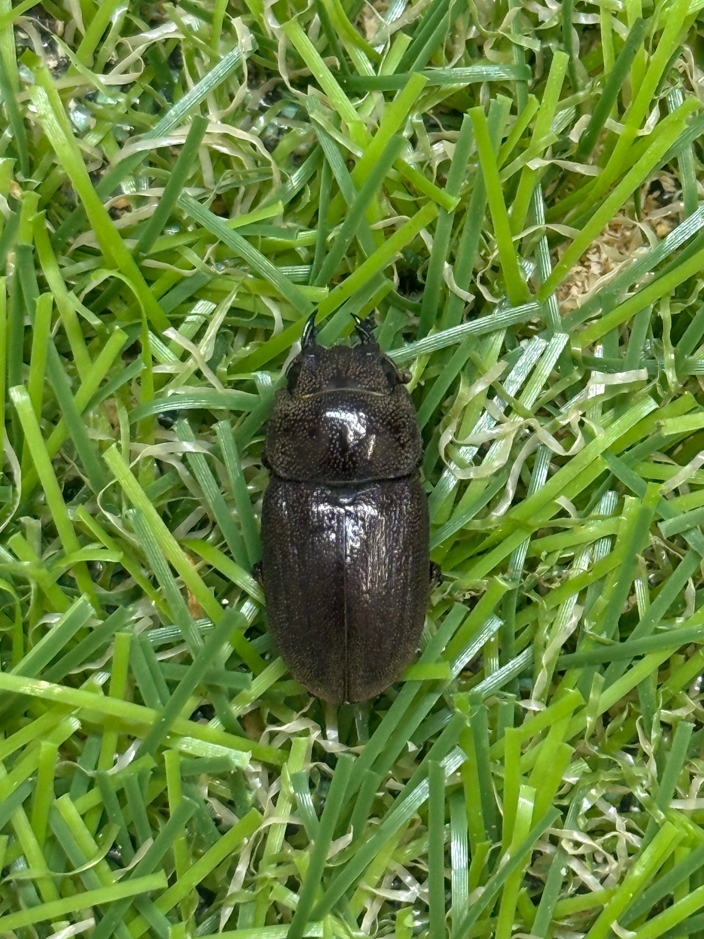 ヒメヒラタクワガタ　♂freeサイズ成虫ペア