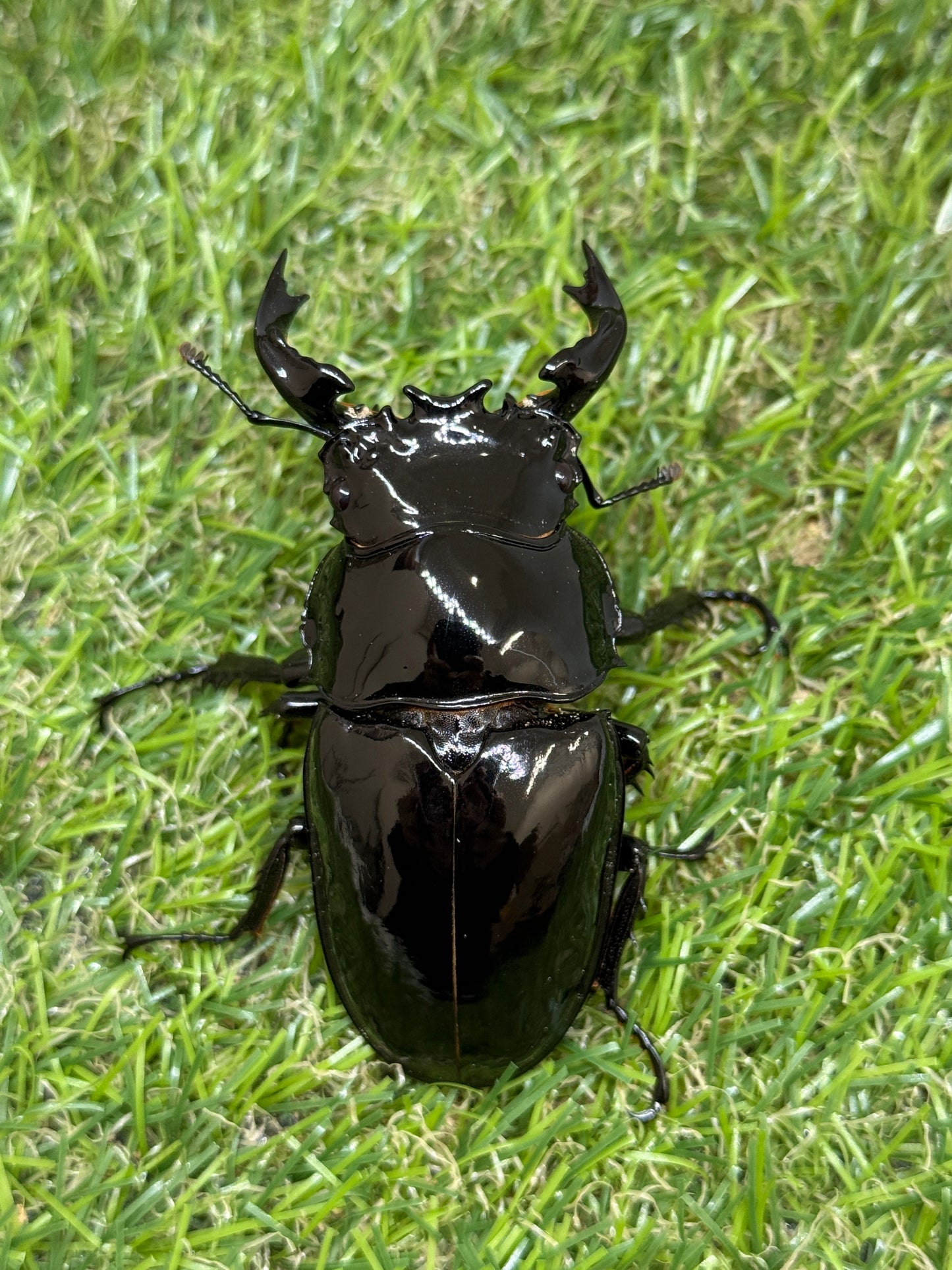 タランドゥスオオツヤクワガタ　♂74mm成虫ペア