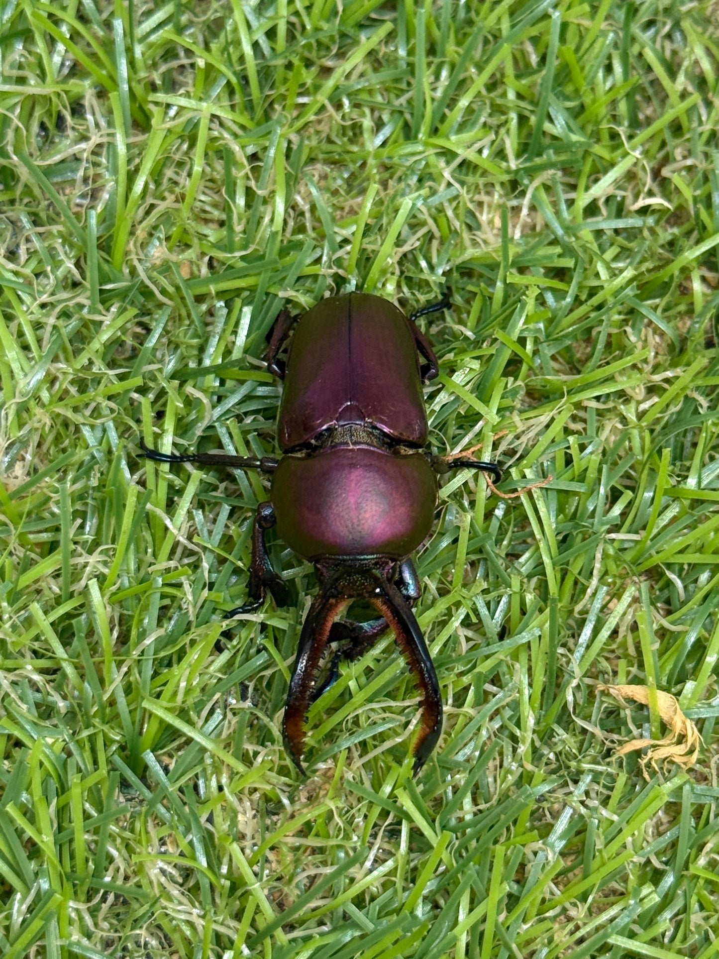 パプアキンイロクワガタ　♂freeサイズ成虫ペア