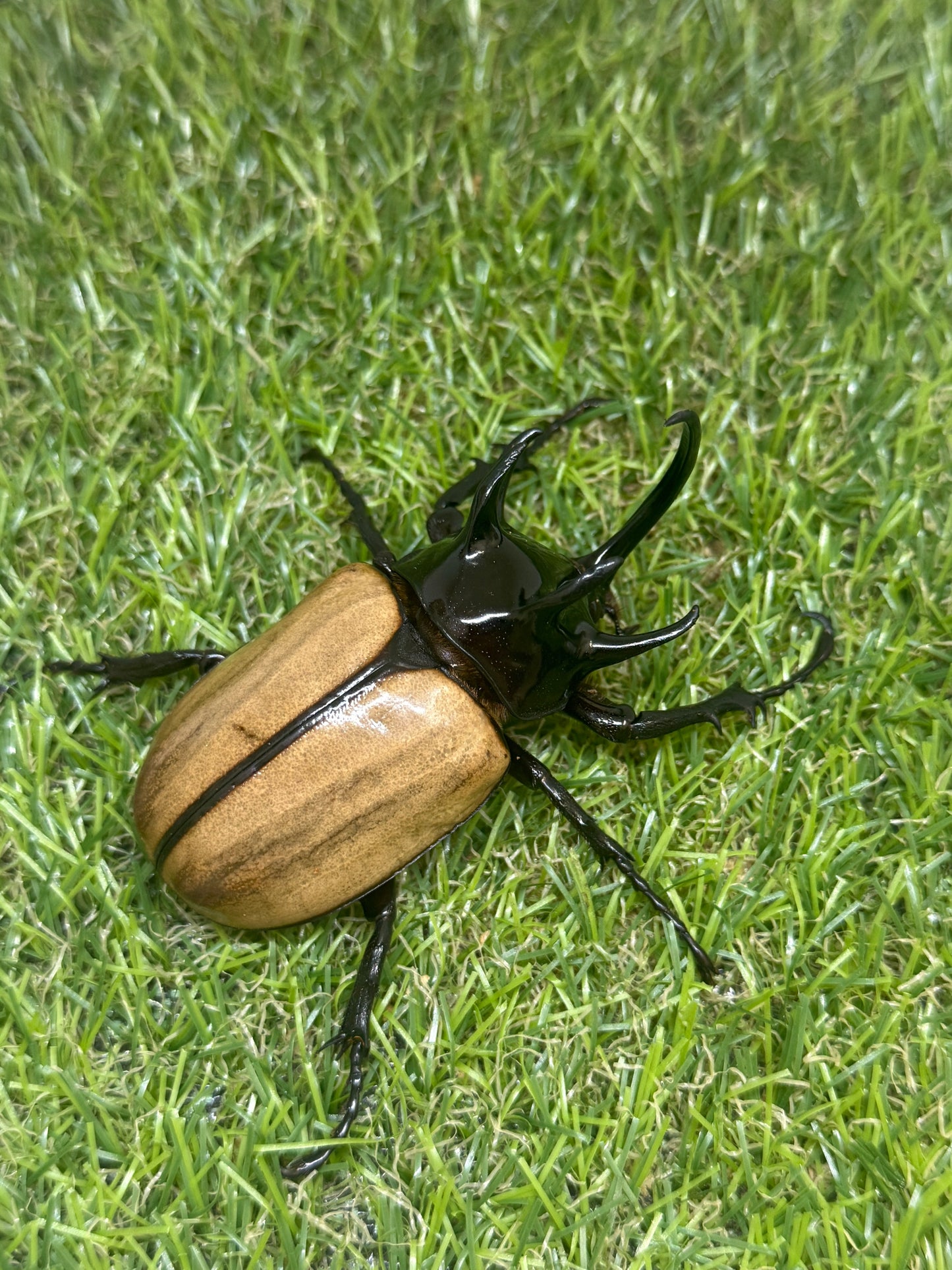 ゴホンヅノカブトWD　♂81mm成虫ペア