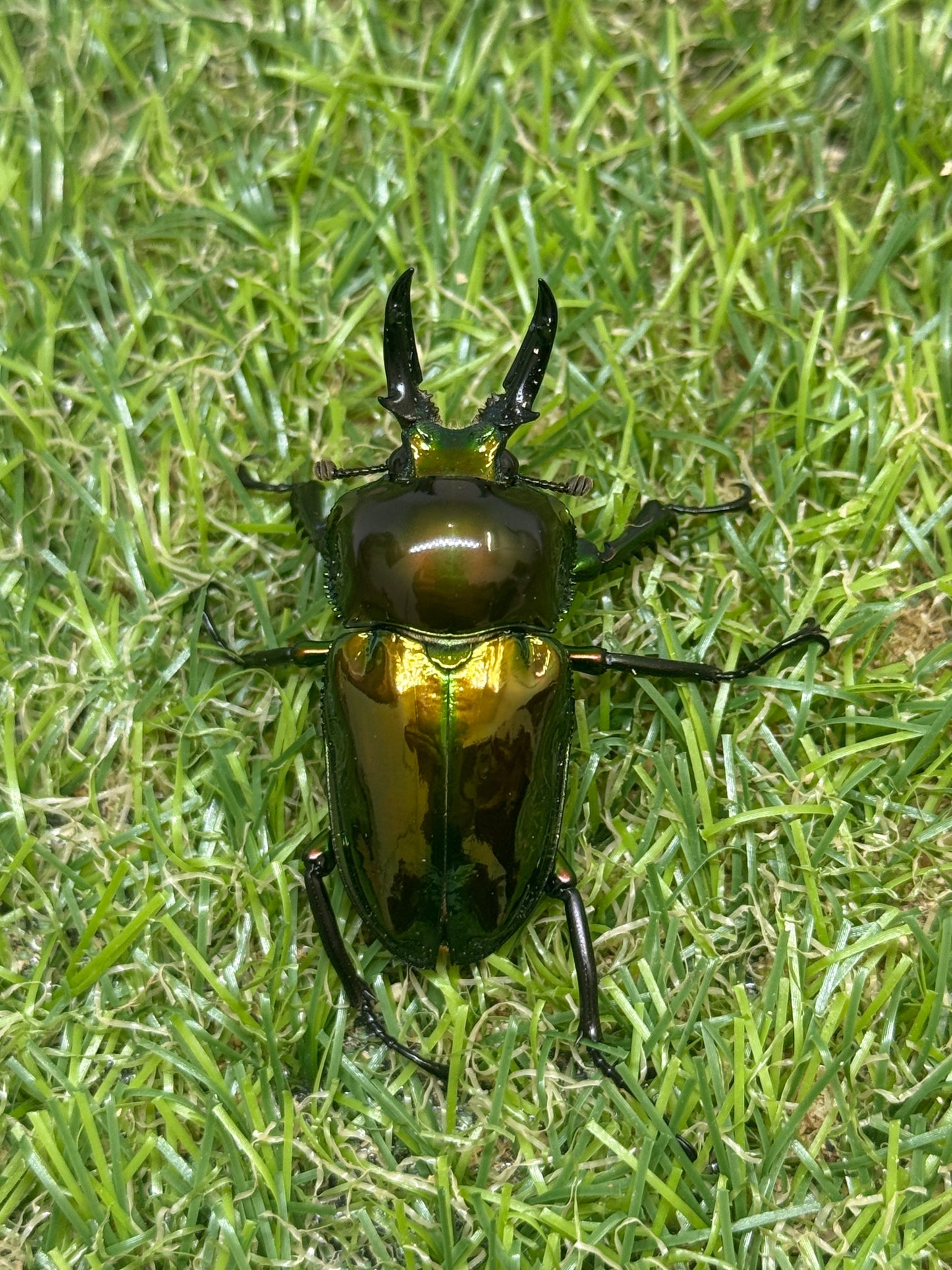 ニジイロクワガタ(ピカール系)　♂46.7mm成虫ペア