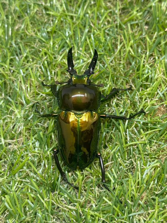 ニジイロクワガタ(ピカール系)　♂46.7mm成虫ペア