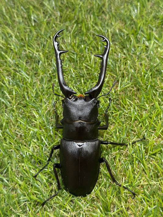 ギラファノコギリクワガタ ケイスケ ♂93mm成虫ペア
