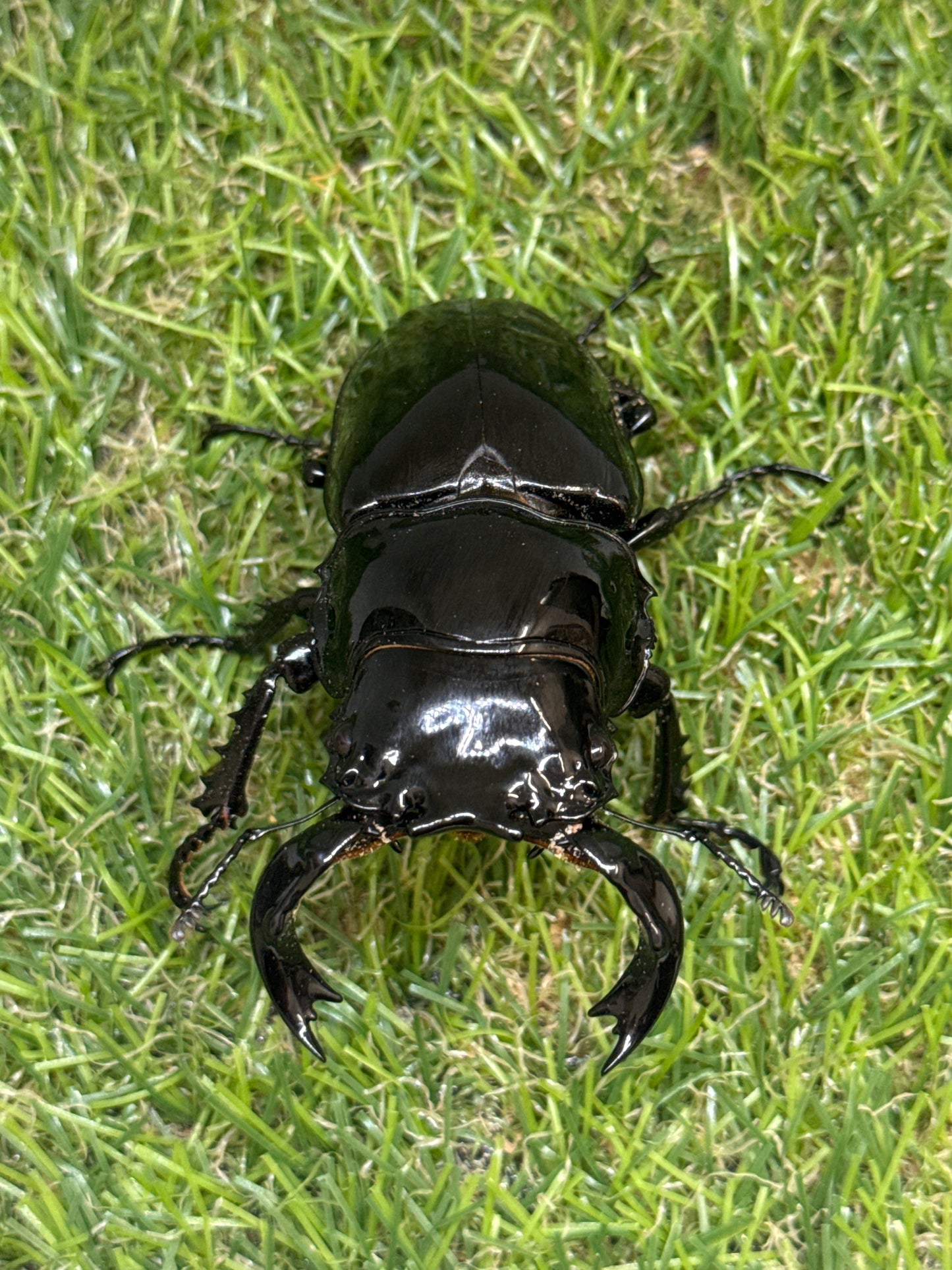 タランドゥスオオツヤクワガタ　♂78.3mm成虫ペア