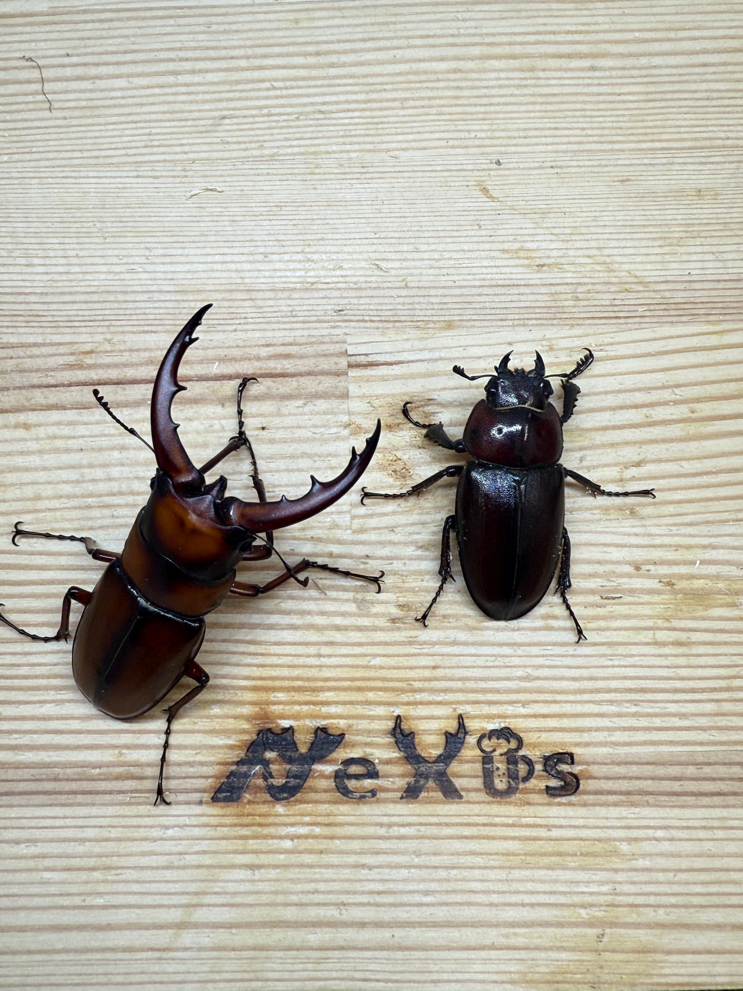 トカラノコギリクワガタ freeサイズ成虫ペア