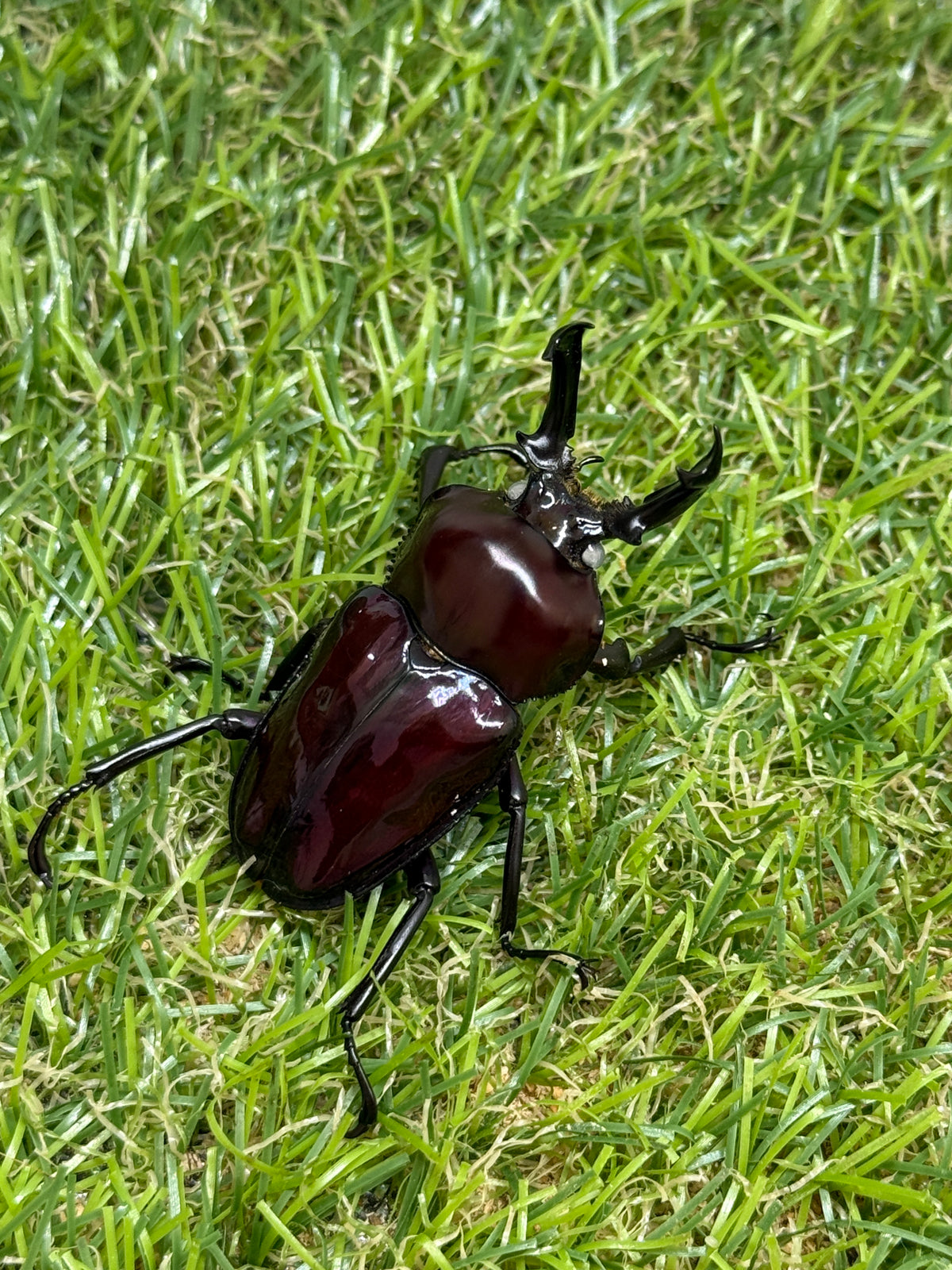 ニジイロクワガタ(紫紺系ホワイトアイ)　♂50mm成虫ペア