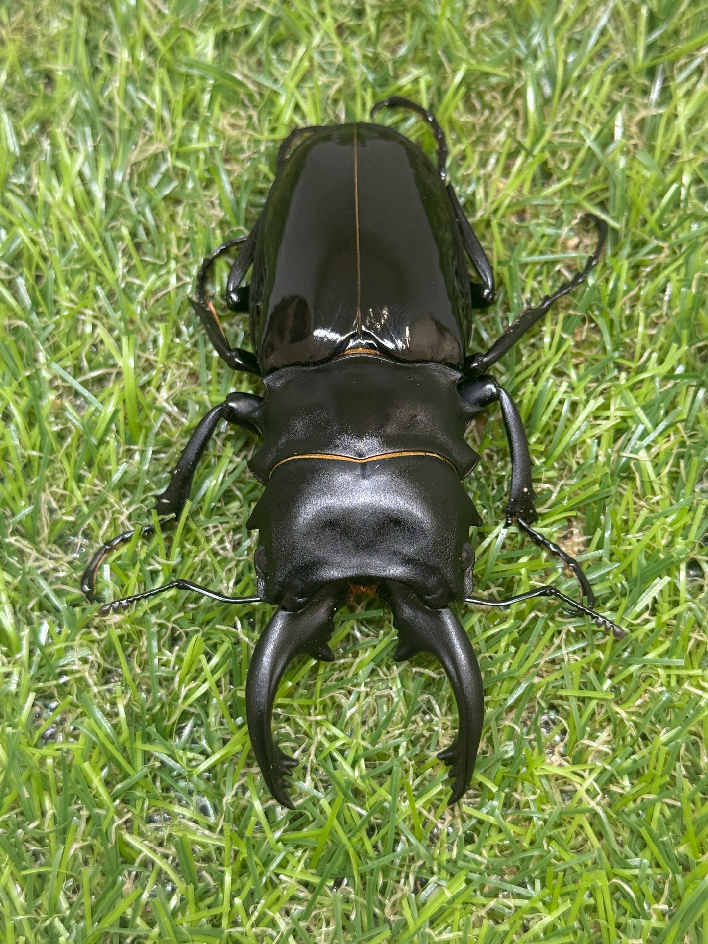 インターメディアツヤクワガタ　♂85mm成虫ペア