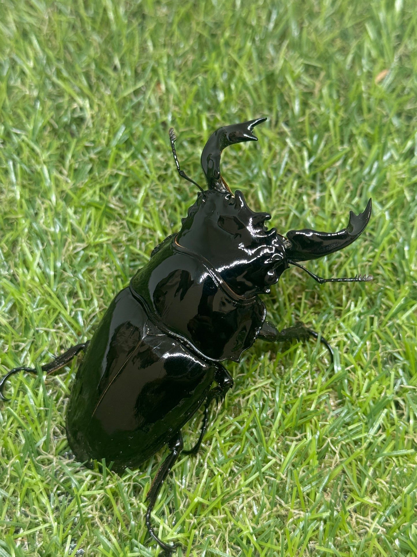 タランドゥスオオツヤクワガタ　♂85.2mm単品