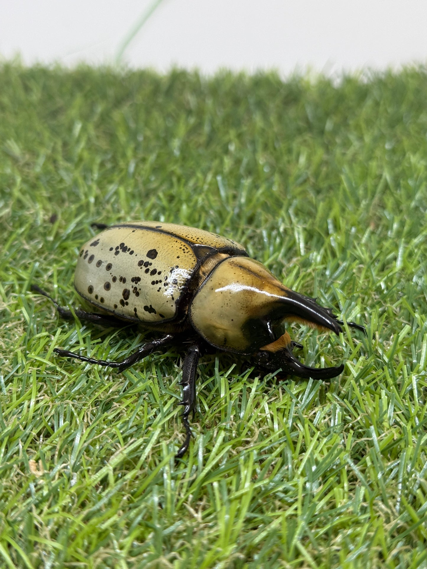 ティティウスシロカブト　♂64mm成虫ペア