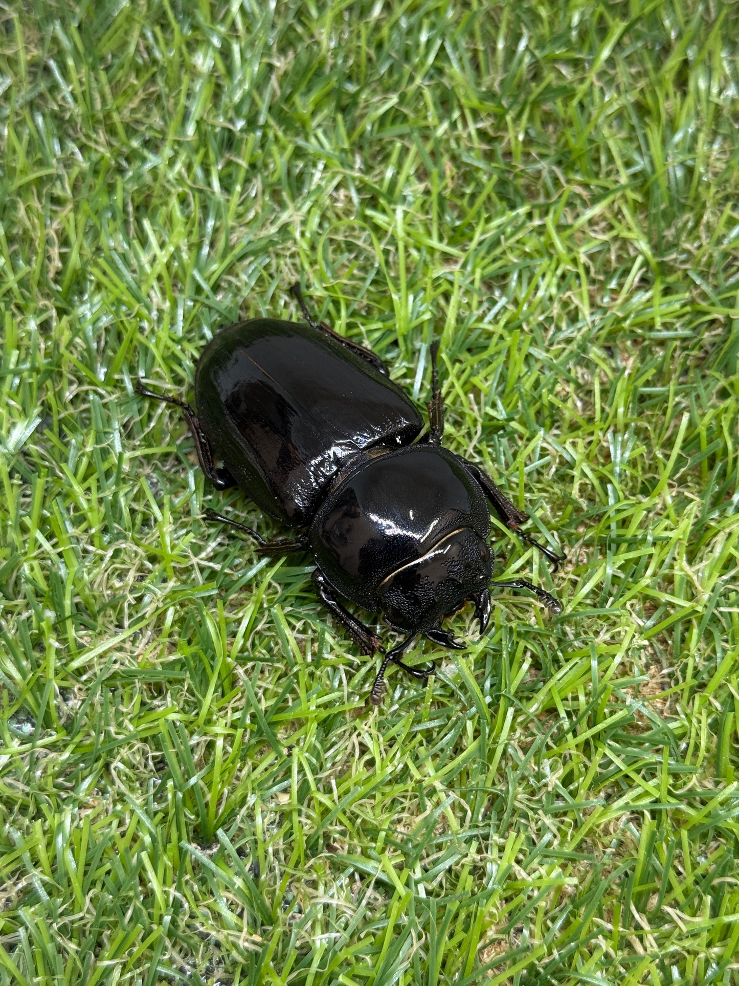 グランディスオオクワガタ　♂79.5mm成虫ペア
