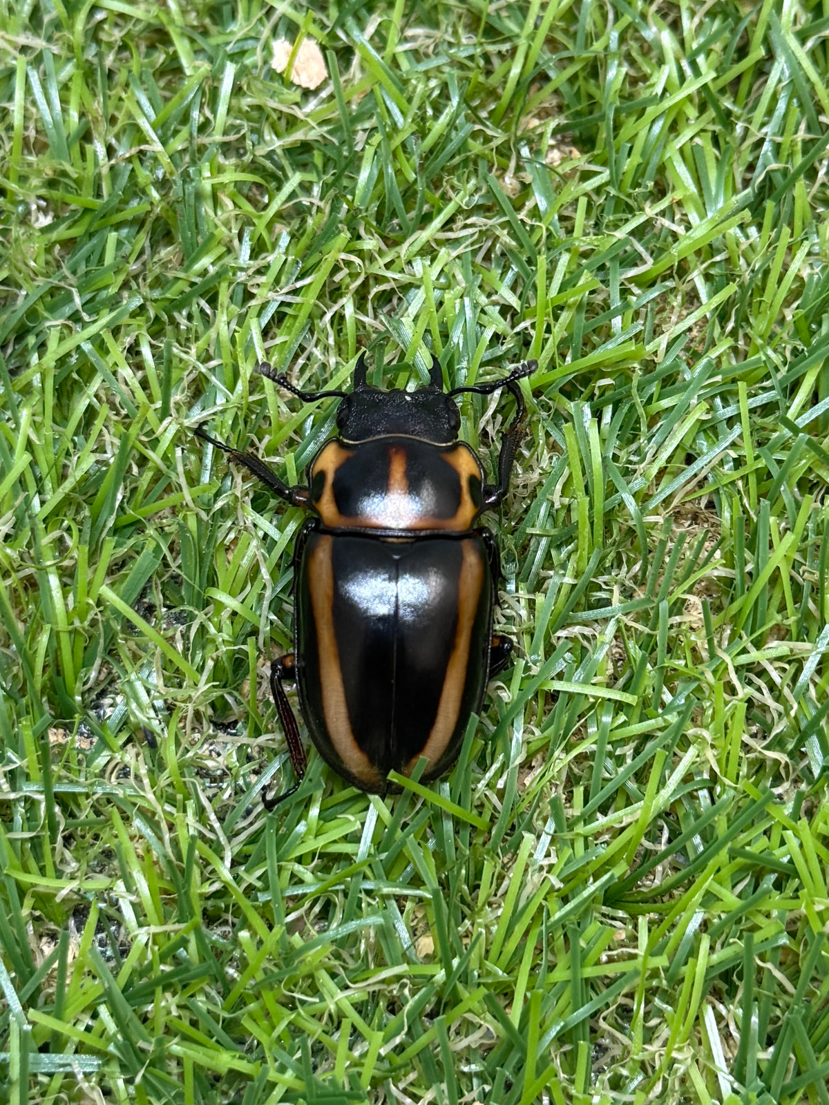 メンガタメリークワガタ　♂51mm成虫ペア