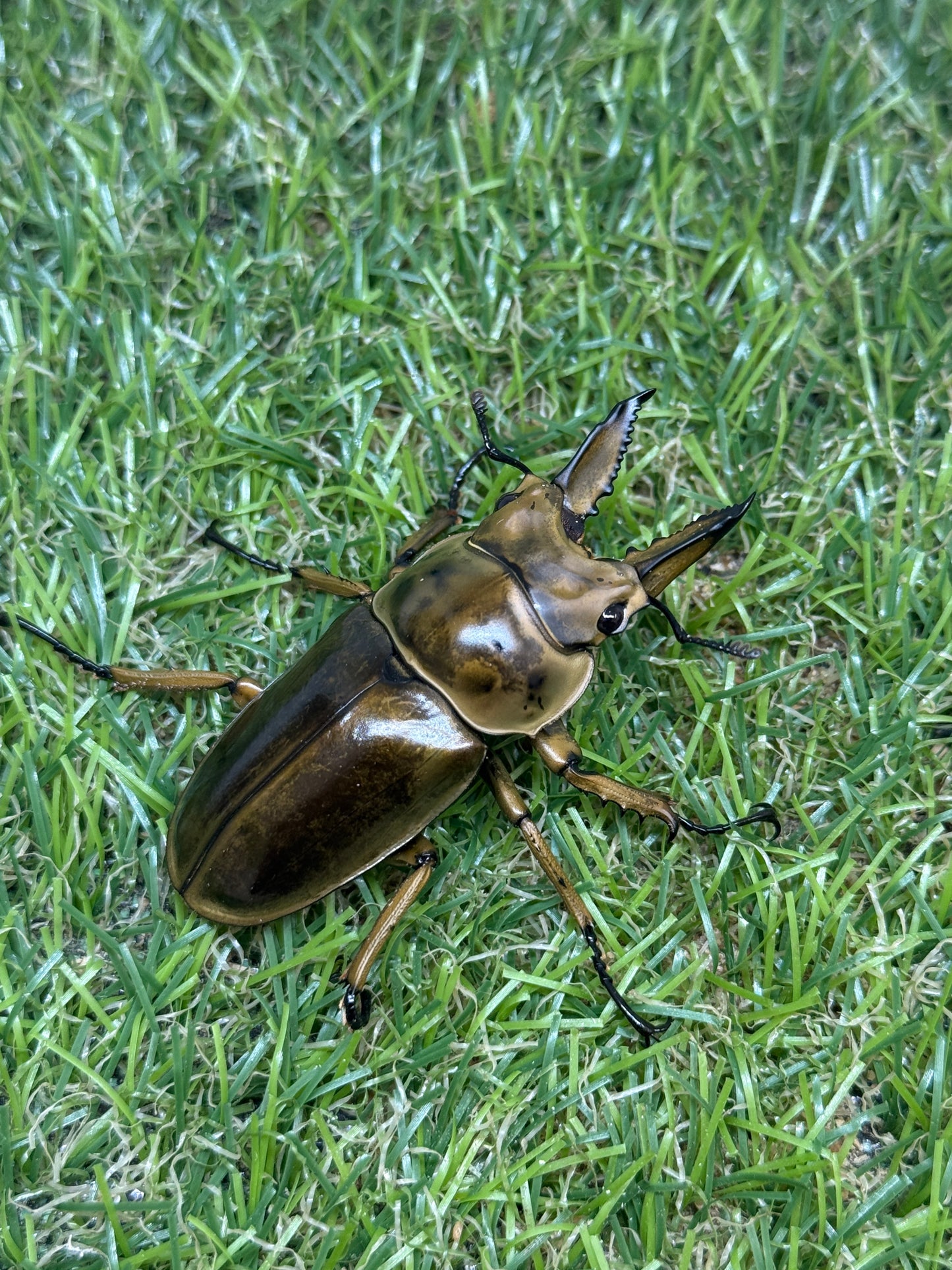 ババオウゴンオニクワガタ　♂56.2mm成虫ペア