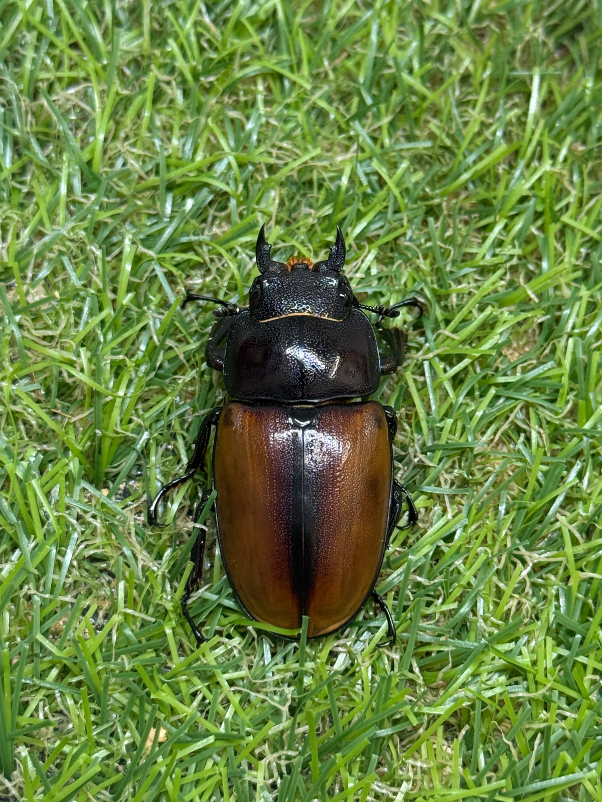 ラフェルトノコギリクワガタ　♂58.8mm成虫ペア