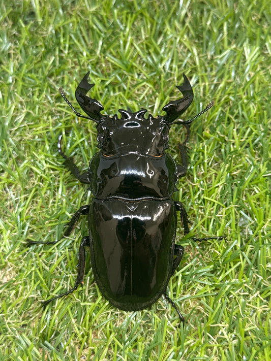 タランドゥスオオツヤクワガタ　♂75mm成虫ペア