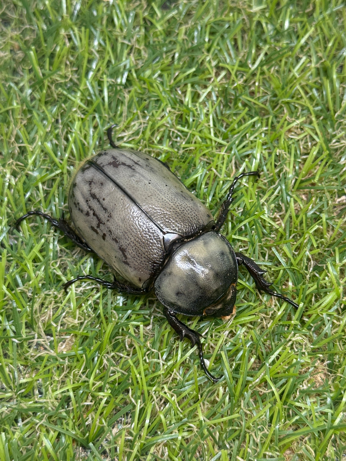 グラントシロカブト　♂69.6mm成虫ペア