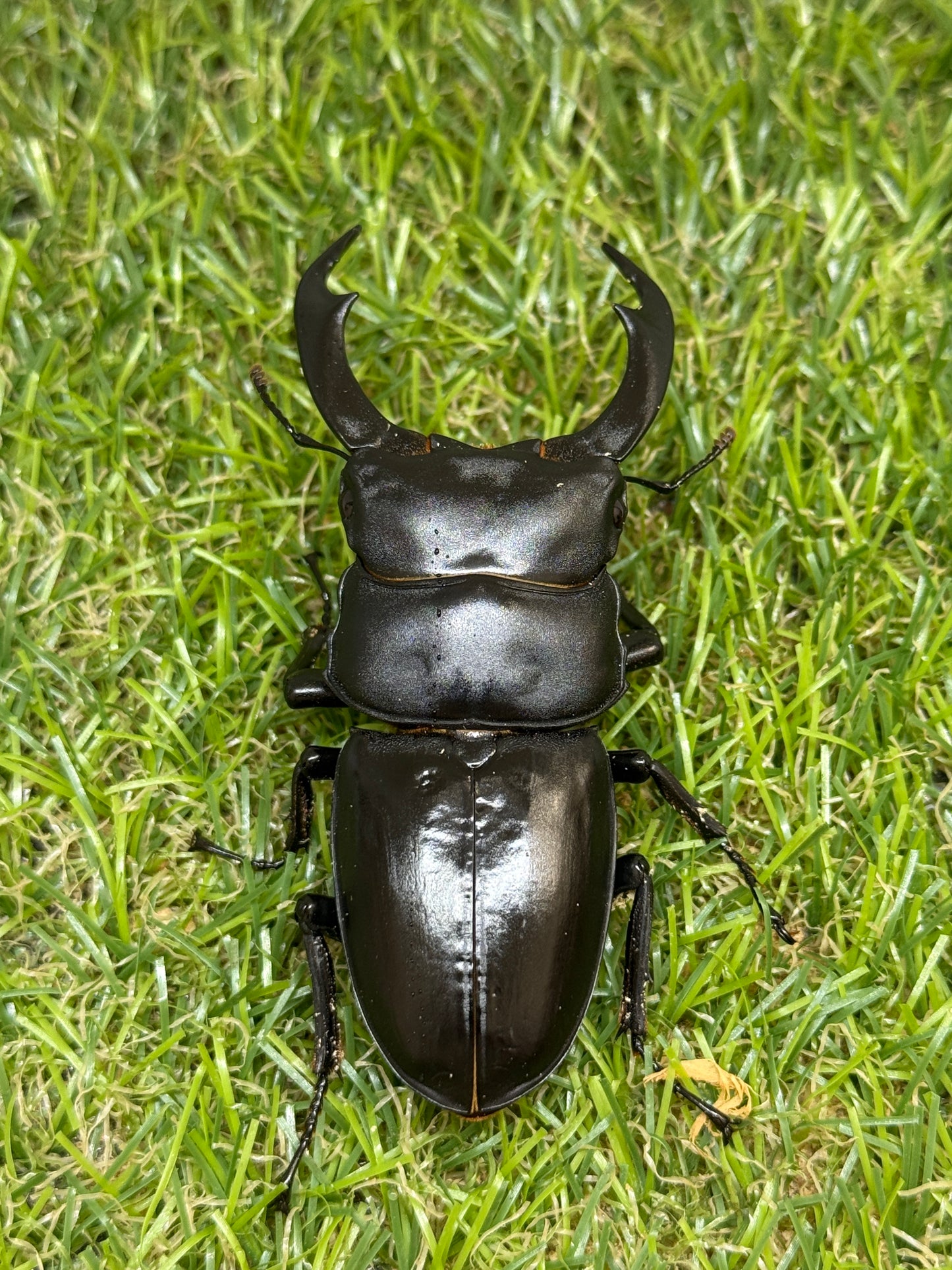 シェンクリングオオクワガタ　♂75.5mm成虫ペア
