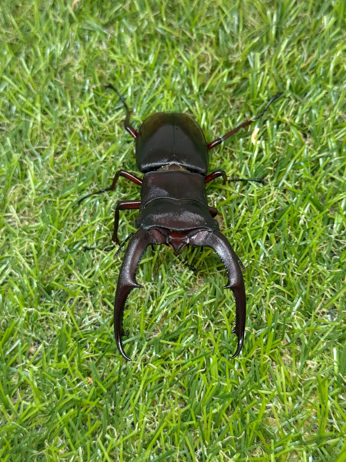 マンディブラリスフタマタクワガタ　♂80mm成虫ペア