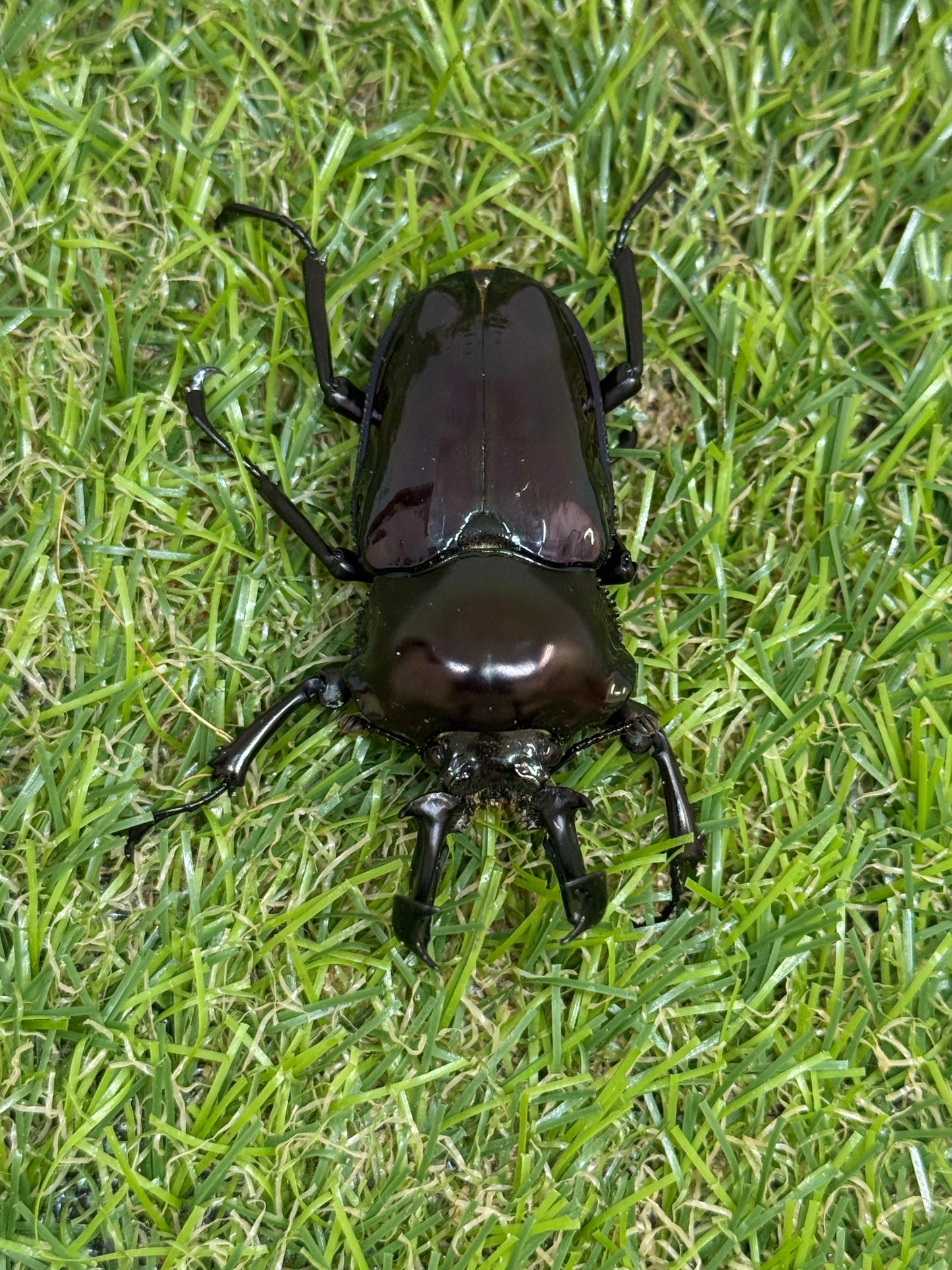 ニジイロクワガタ(紫紺系)　♂59.5mm成虫ペア