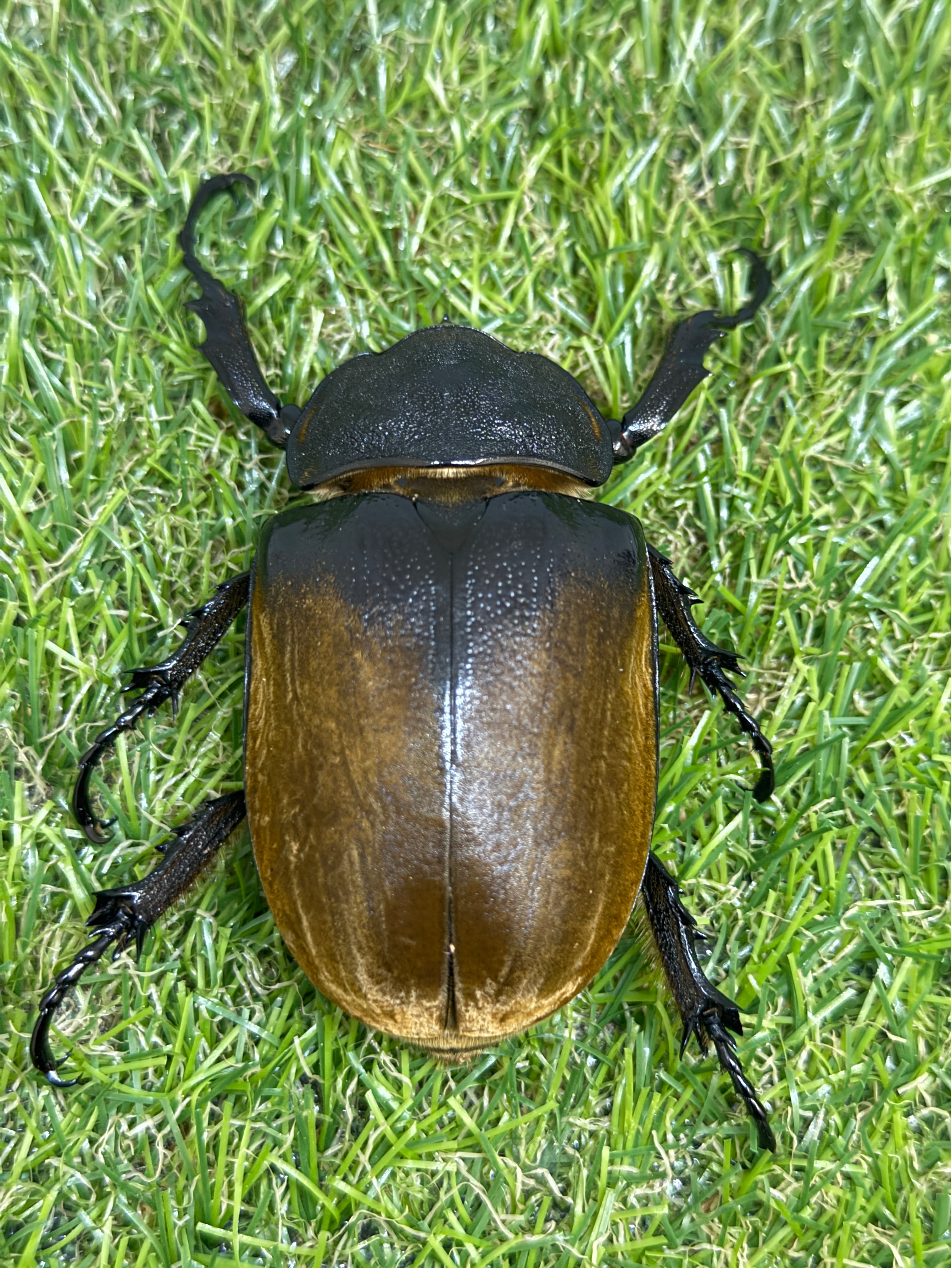 イイジマゾウカブト ♂115mm成虫ペア – 昆虫ショップNexus