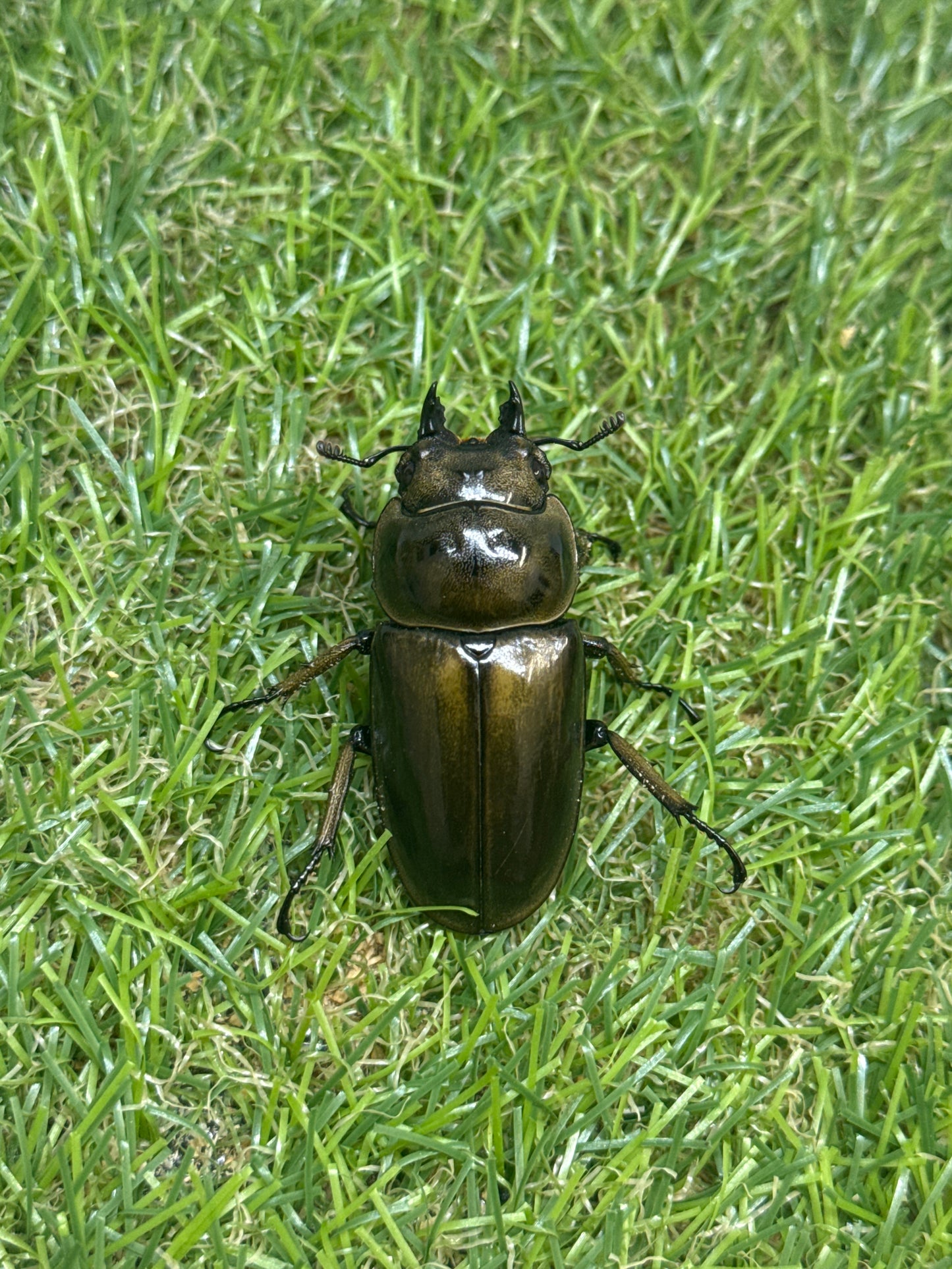 ババオウゴンオニクワガタ　♂58.3mm成虫ペア　即ブリード可能
