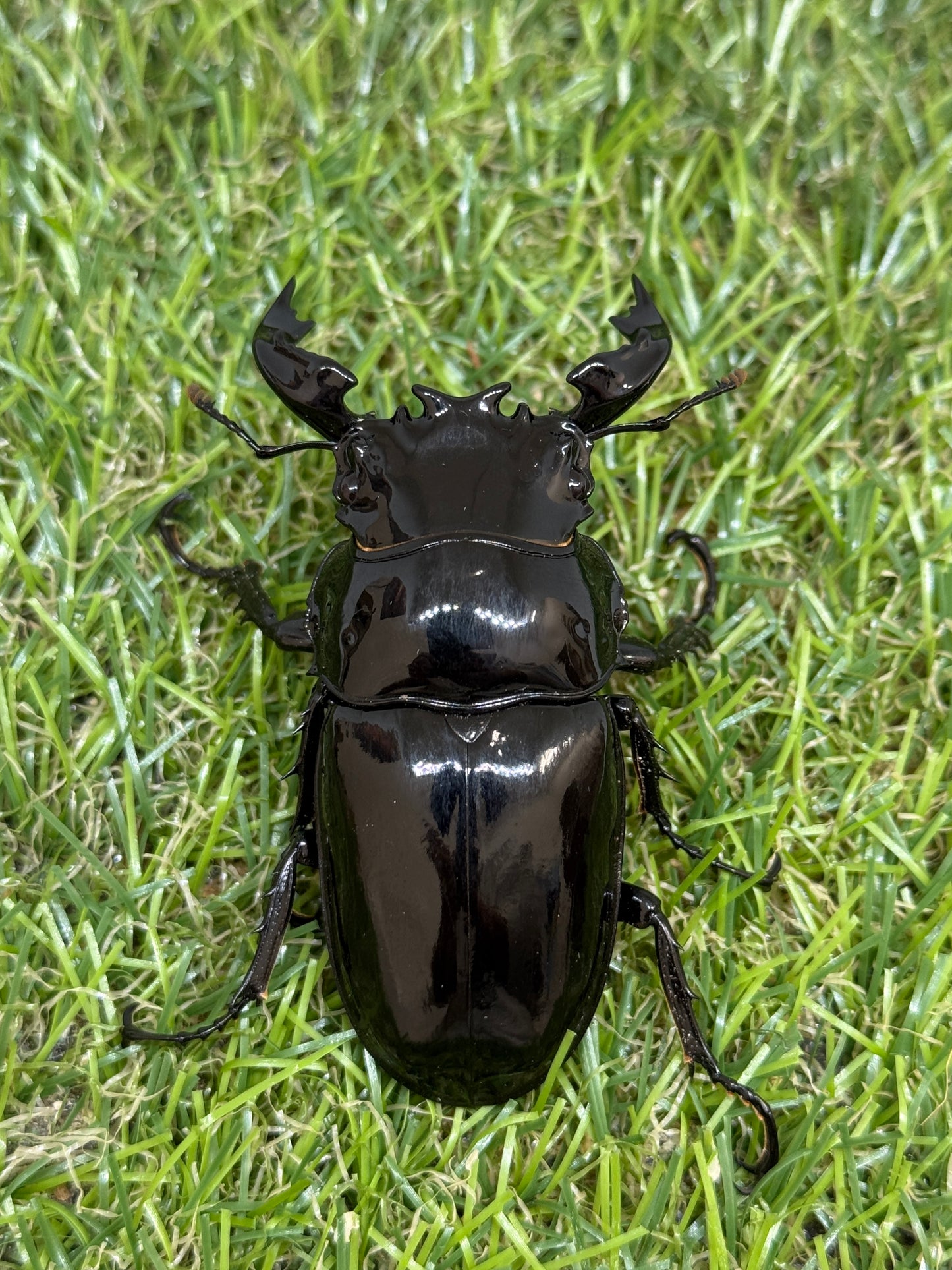 タランドゥスオオツヤクワガタ　♂68mm成虫ペア