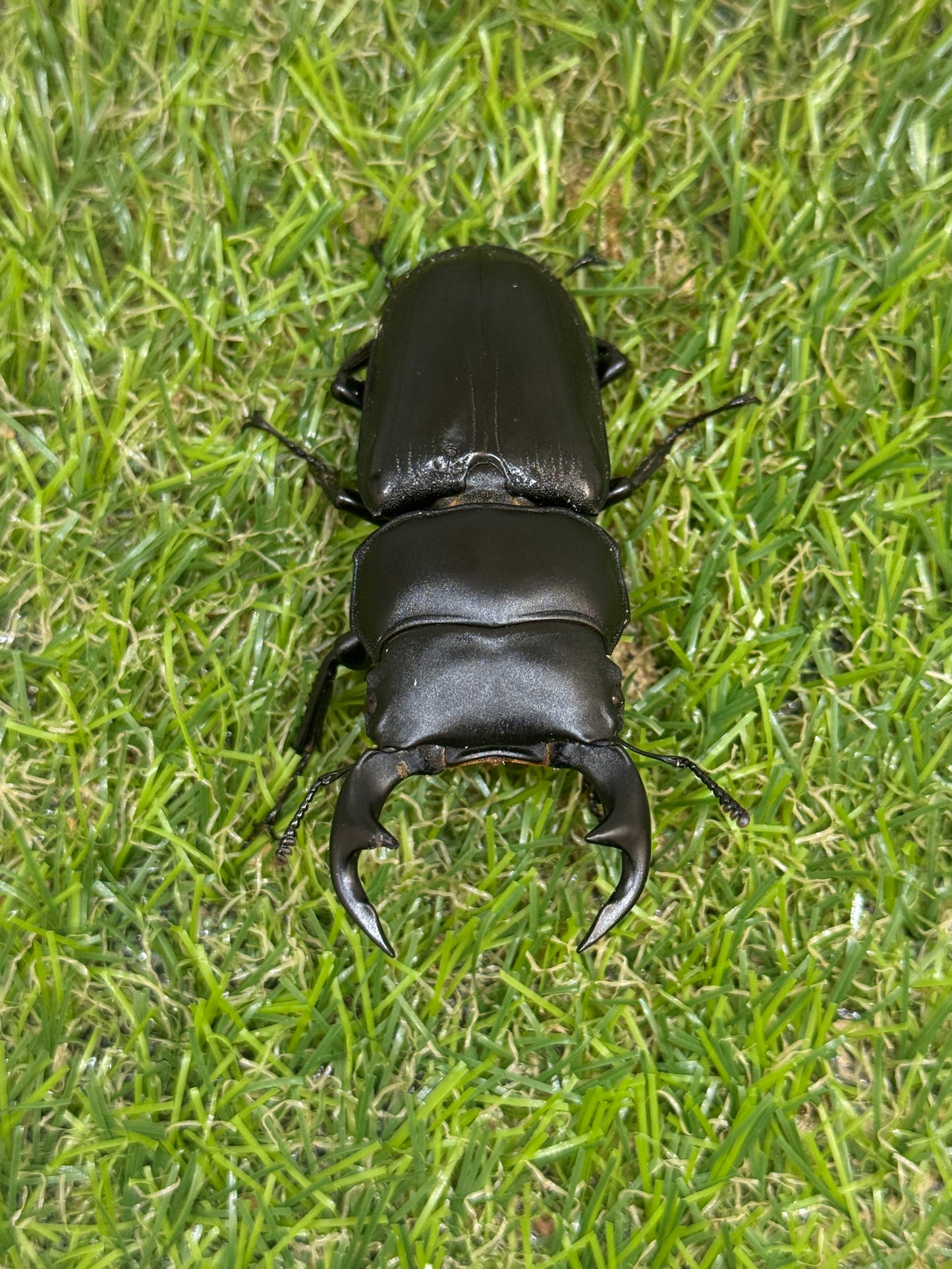 タイワンオクワガタ　♂67mm成虫ペア