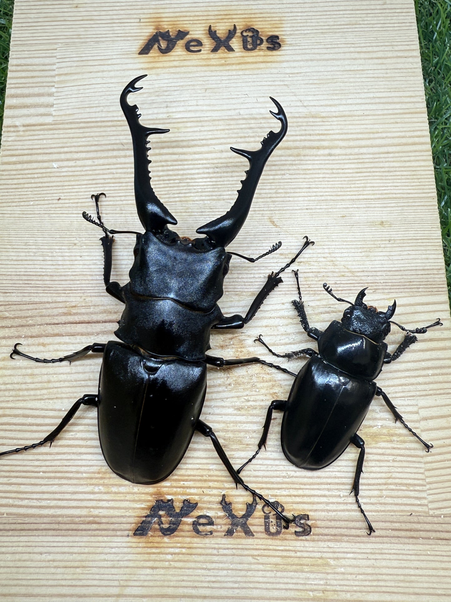 ギラファノコギリクワガタ　ケイスケ　♂107.5mm成虫ペア