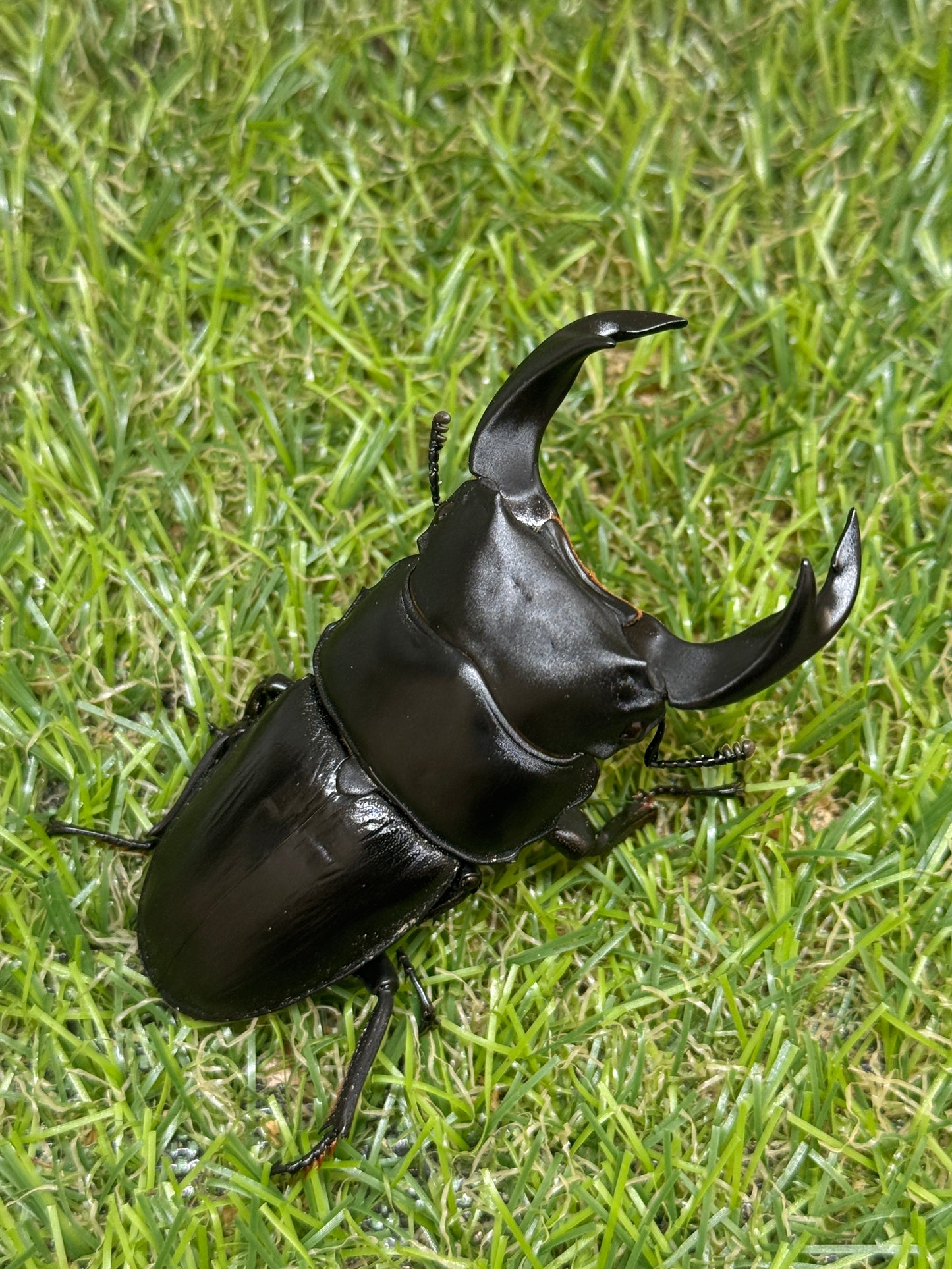 ホペイオオクワガタ　♂62mm成虫ペア