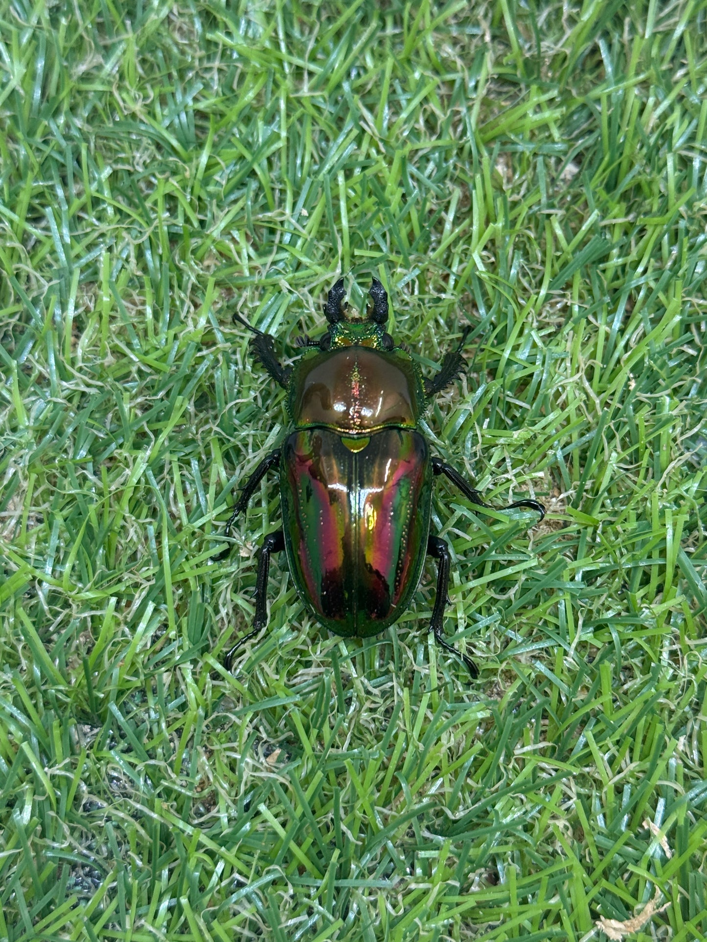 ニジイロクワガタ(ピカール系)　♂55.5mm成虫ペア