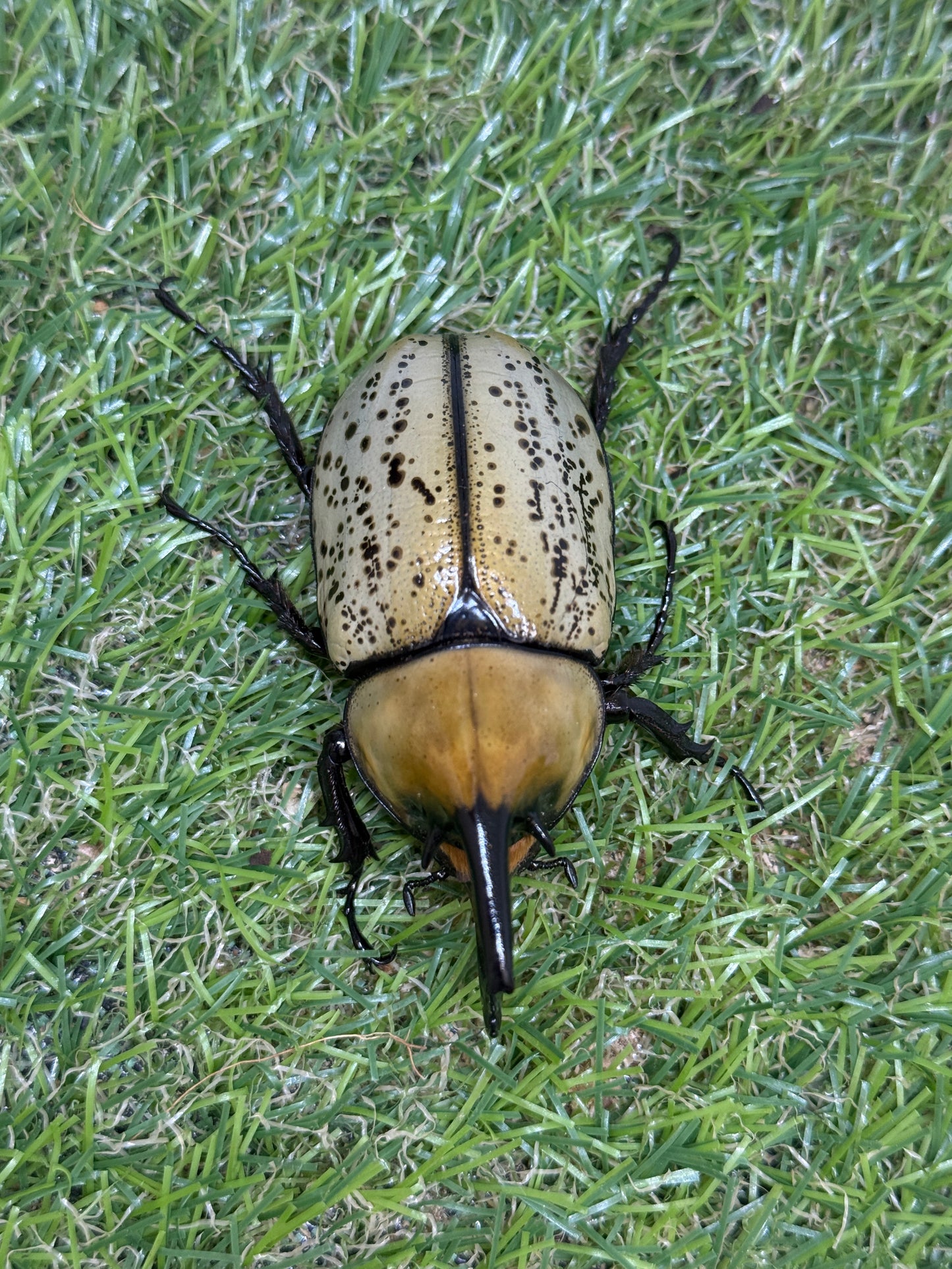 ティティウスシロカブト　♂65mm成虫ペア