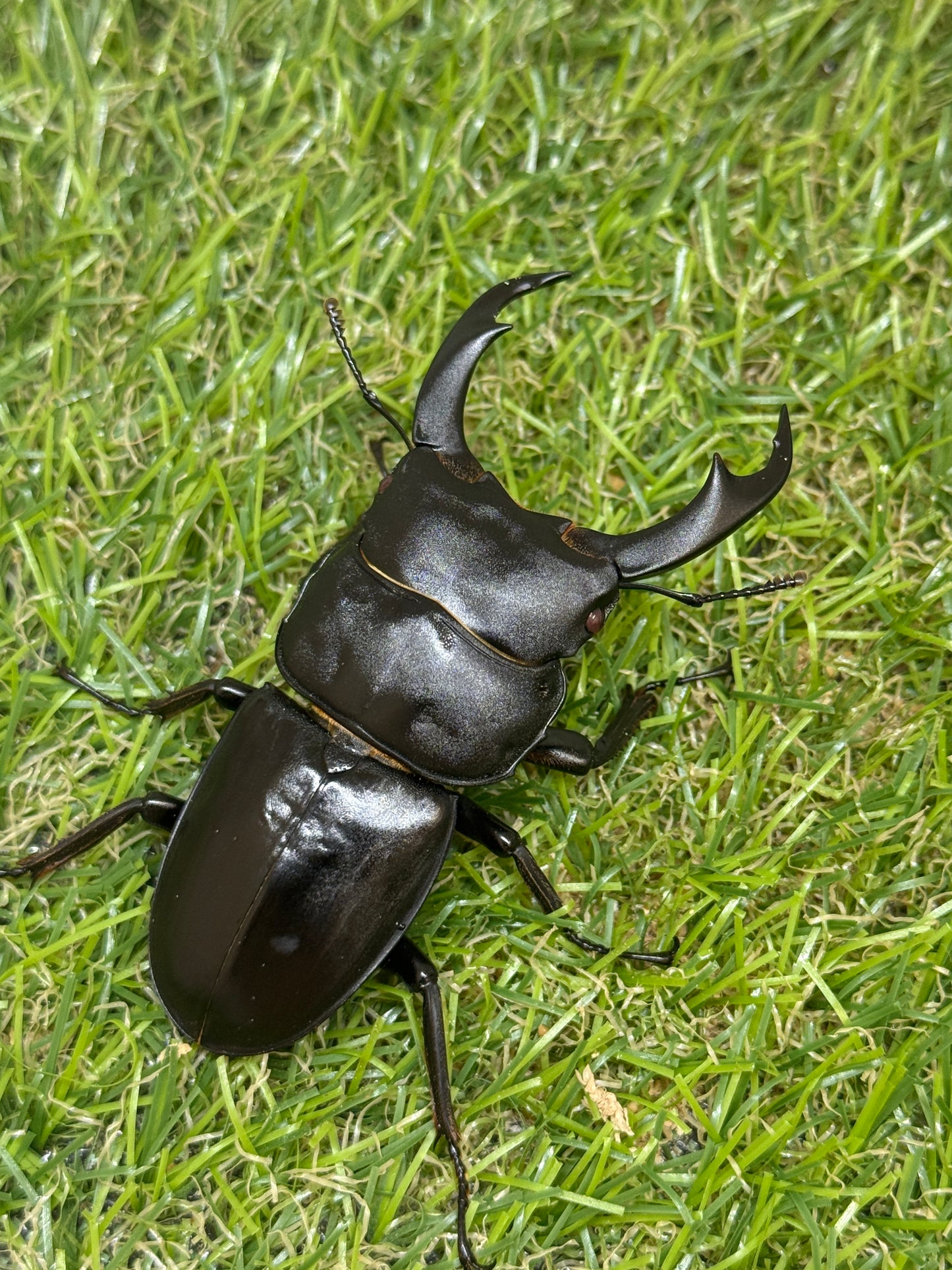 シェンクリンクオオクワガタ(レッドアイ血統)♂71mm成虫ペア