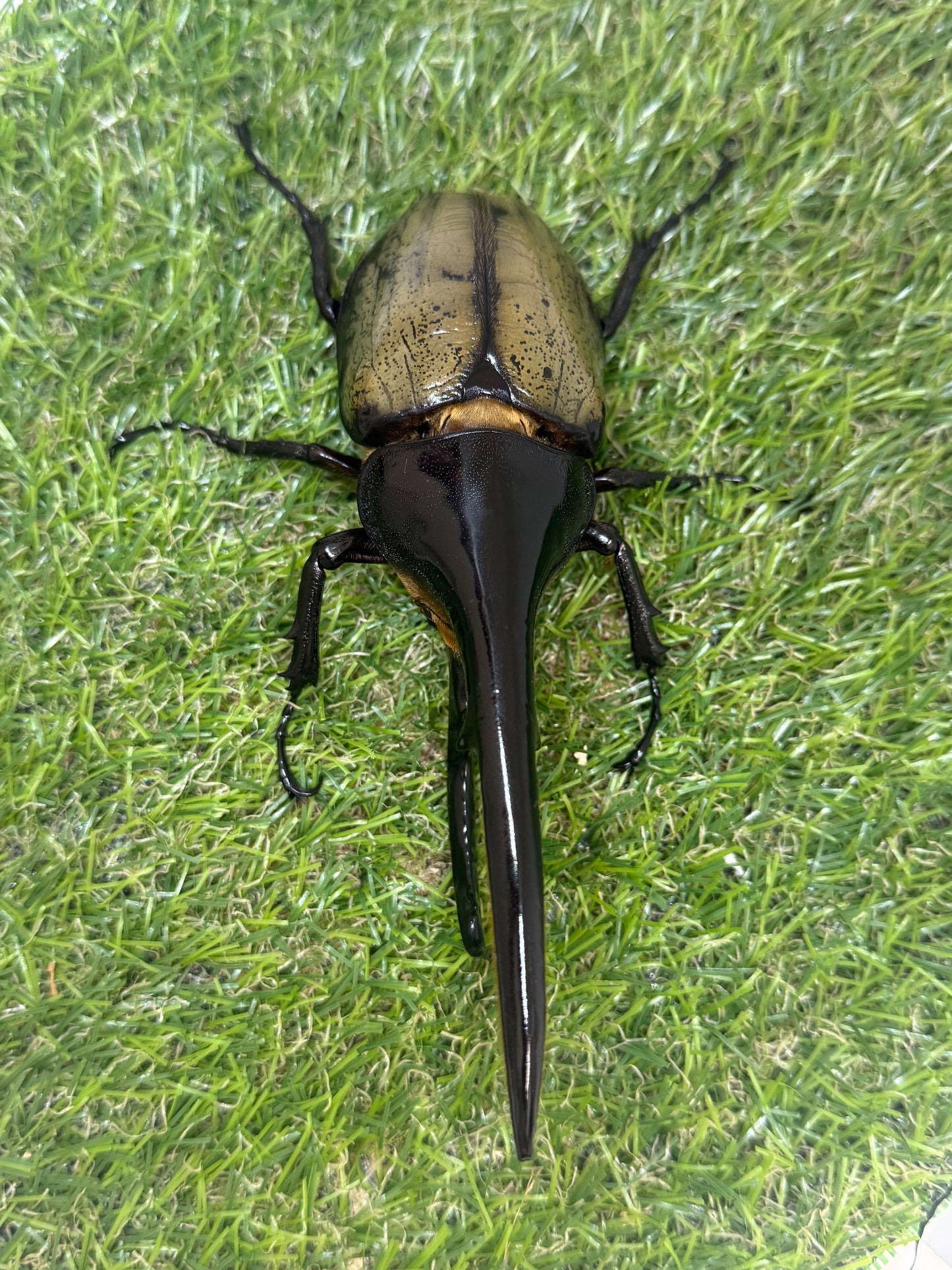 DH･ヘラクレス　♂141mm成虫ペア