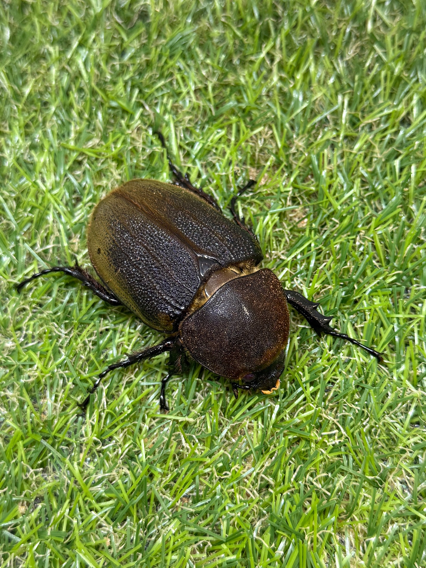 DH･ヘラクレス　♂151mm成虫ペア